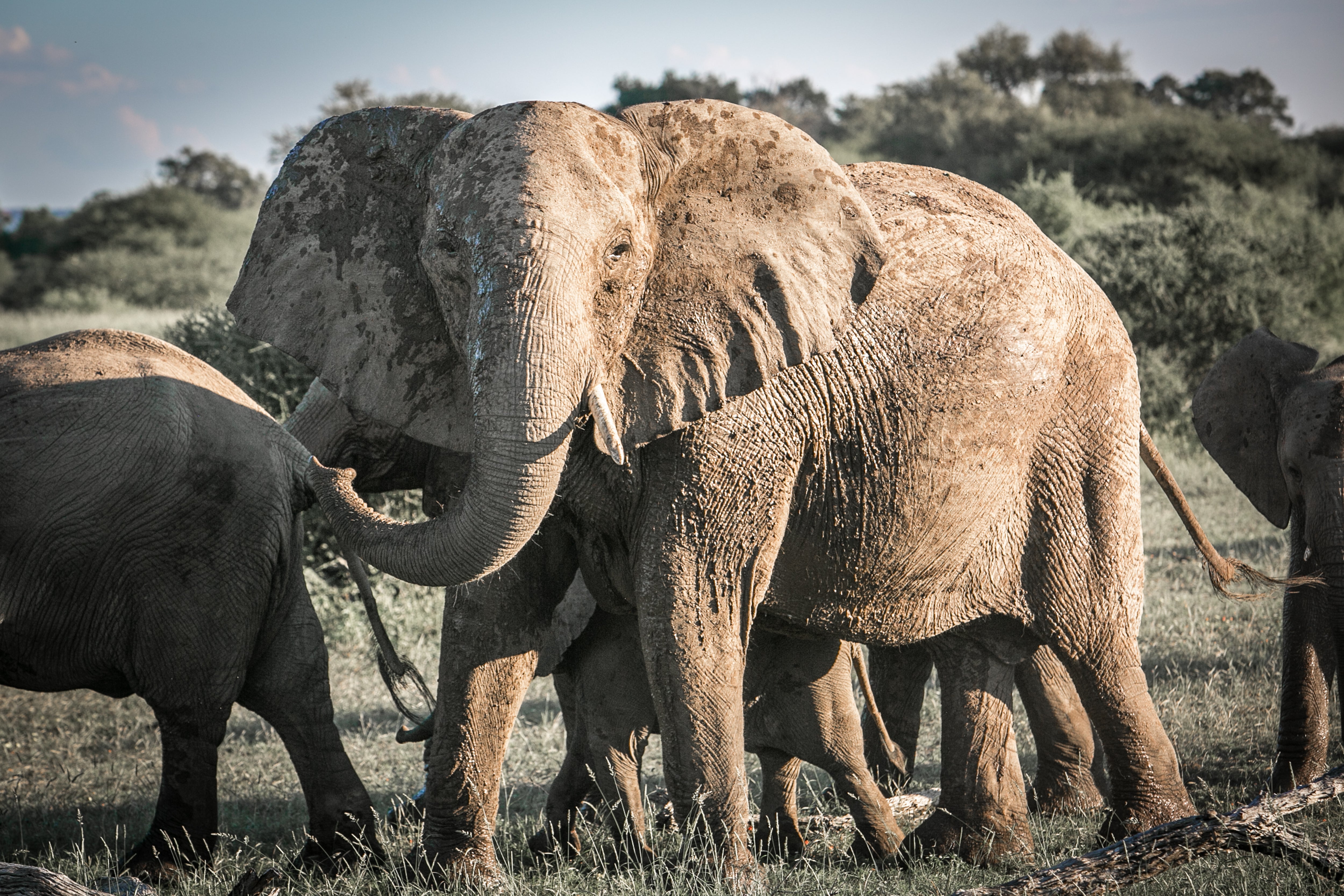 Africa