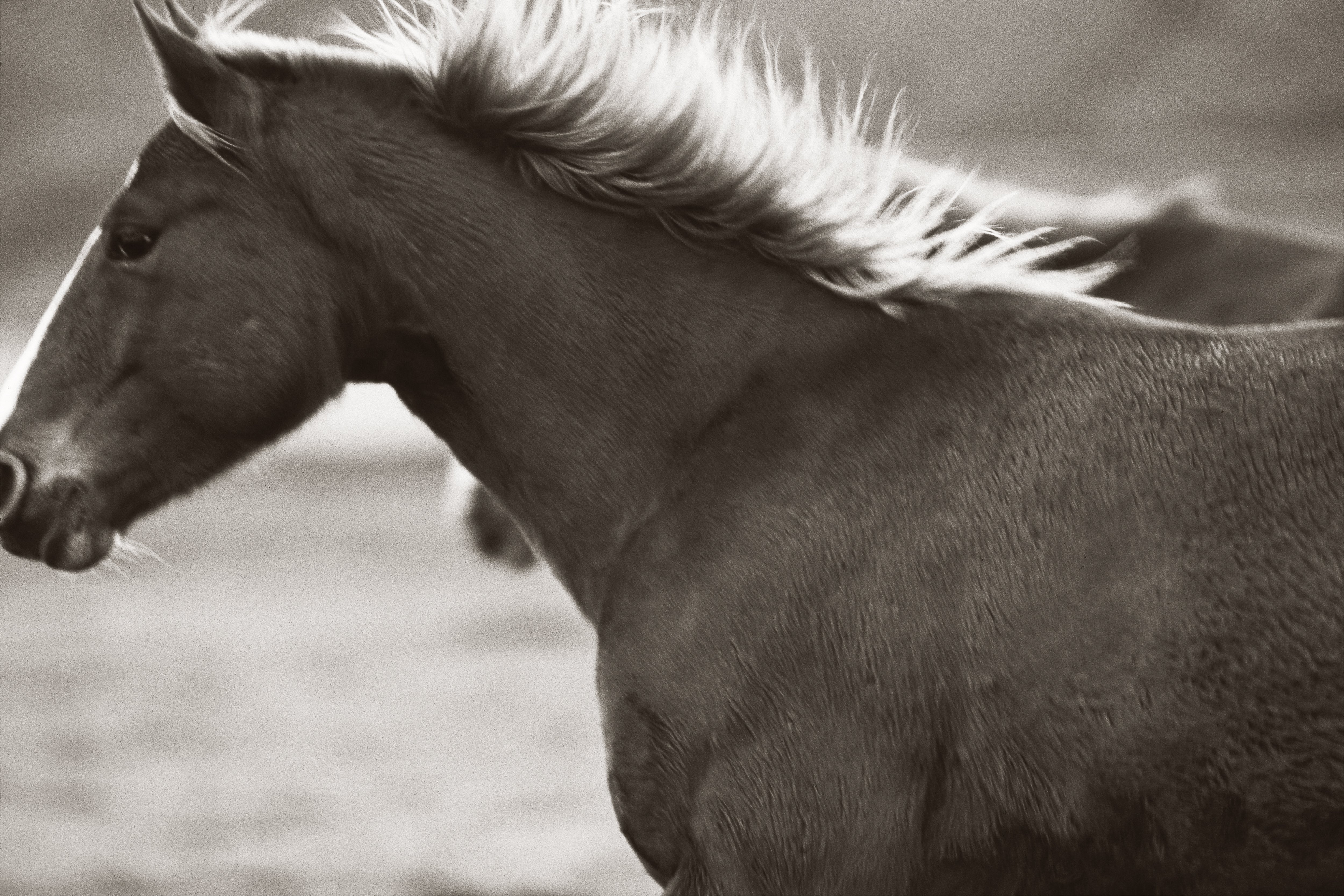 Horse portrait fine art photography captured on open plains