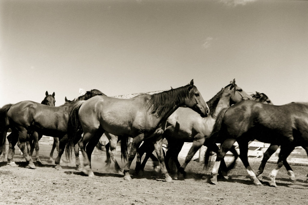 Horses