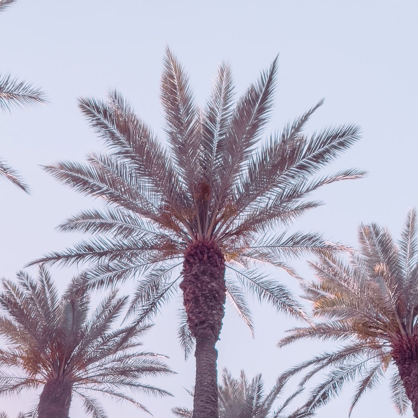 21 Palms, Jules Frazier Fine Art Photograph