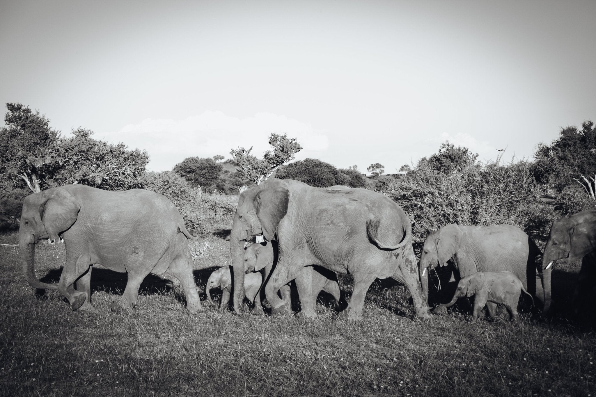 All in a line, Elephants