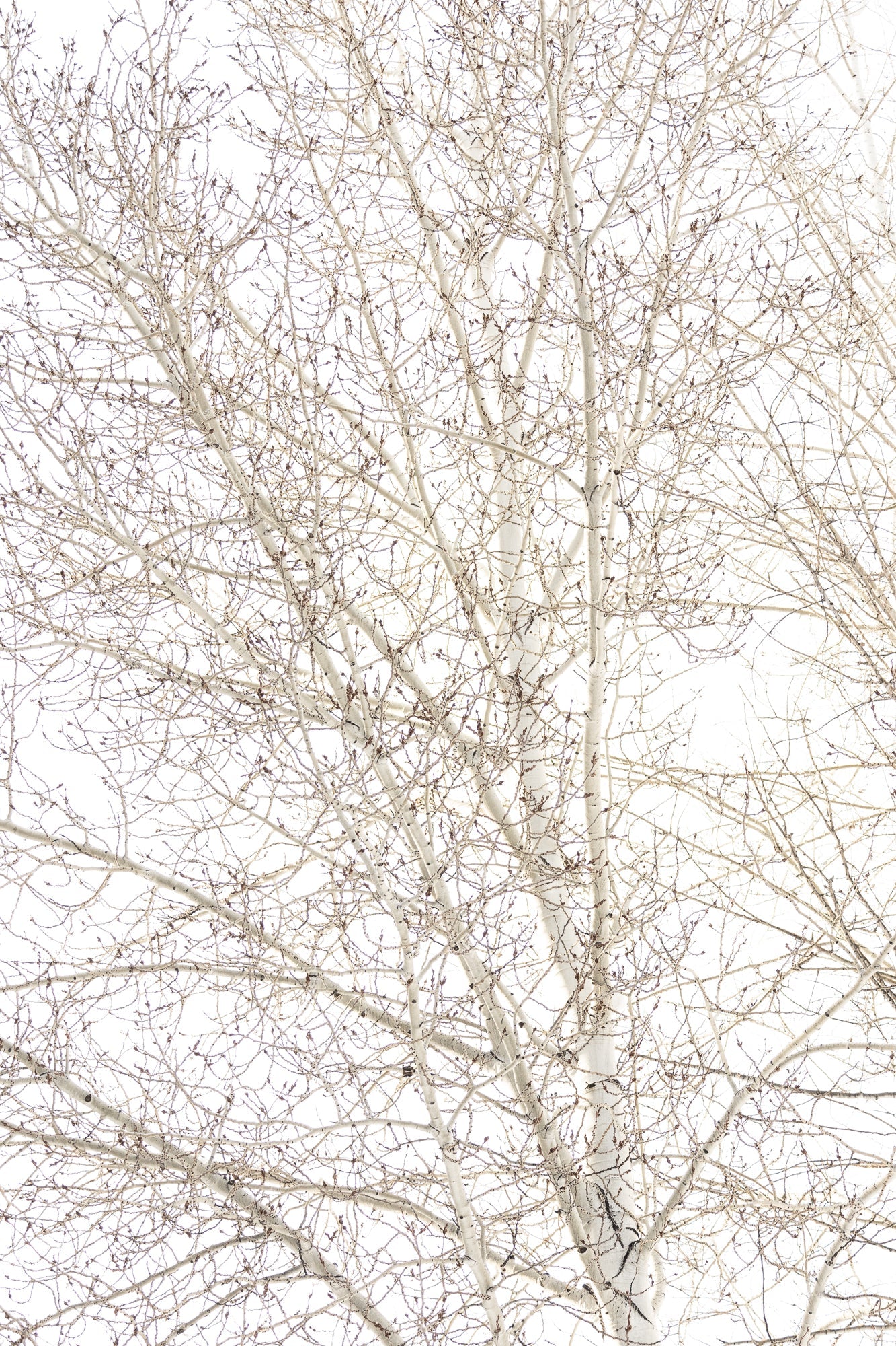 Aspens at Trailcreek by Jules Frazier. A close-up winter study of aspen branches, organic pattern, and timeless fine art.