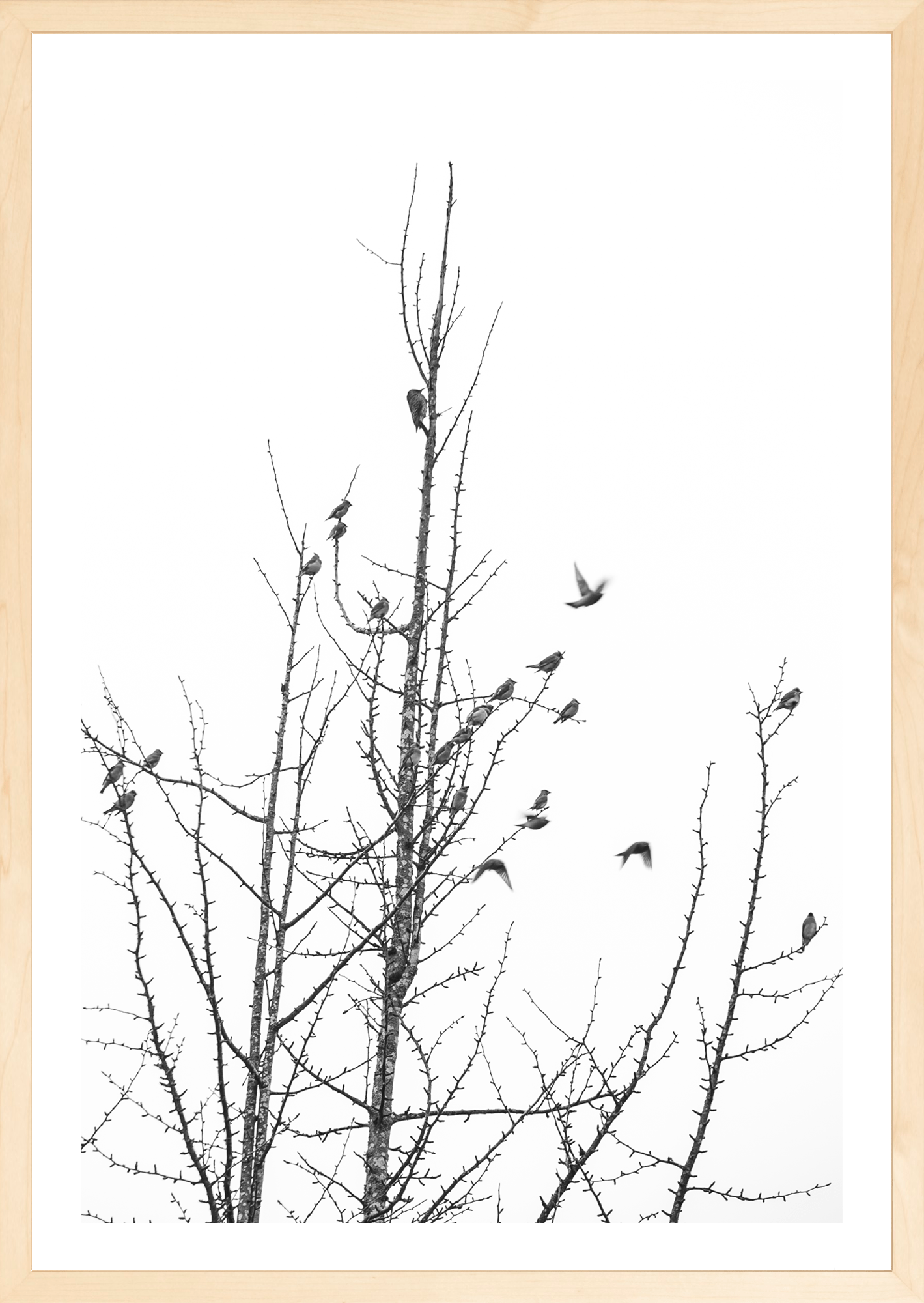 Backyard Birds