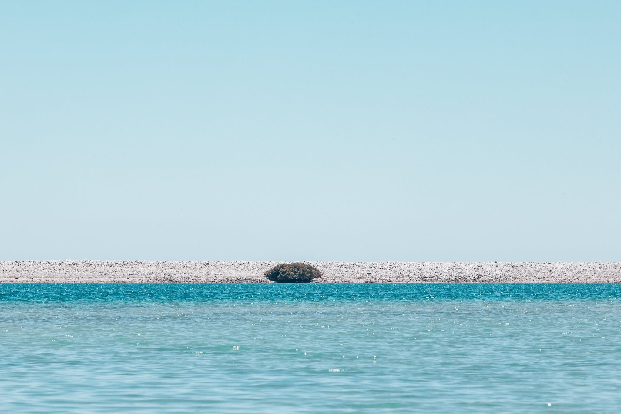 Baja Mangrove