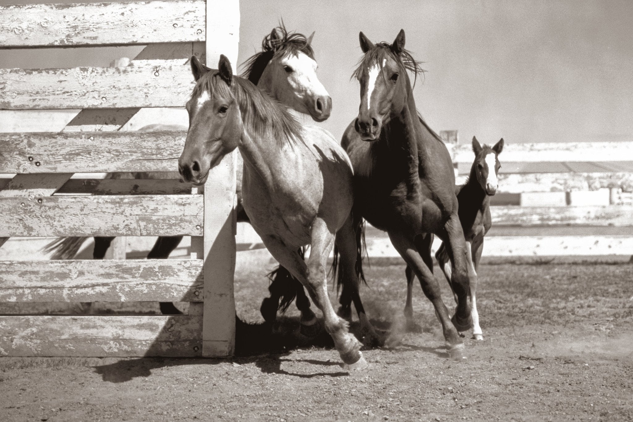 Binion's Horses, fine art western print by photographer Jules Frazier