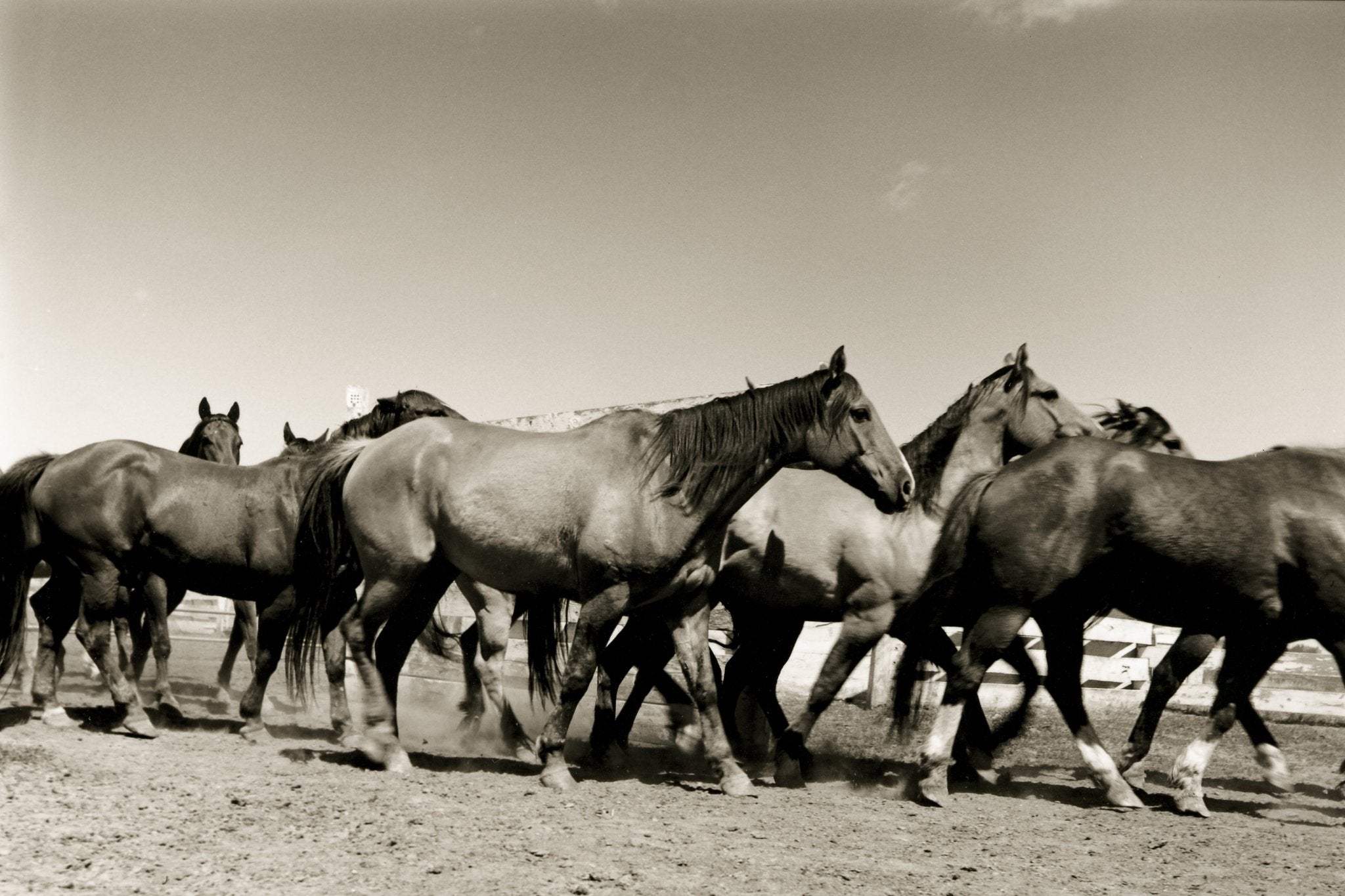 Binion's Herd, Jules Frazier Fine Art Photograph