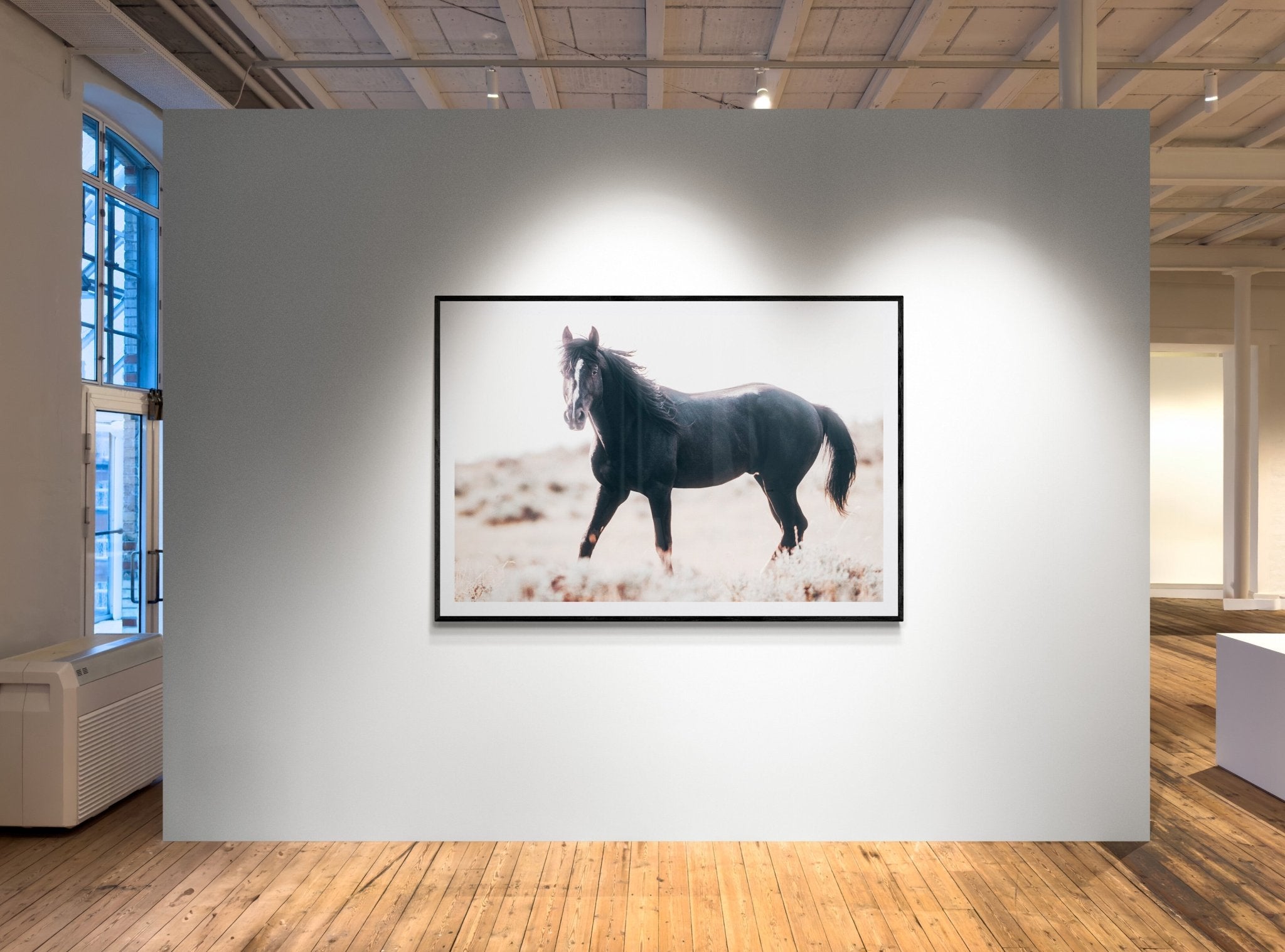 Black Stallion