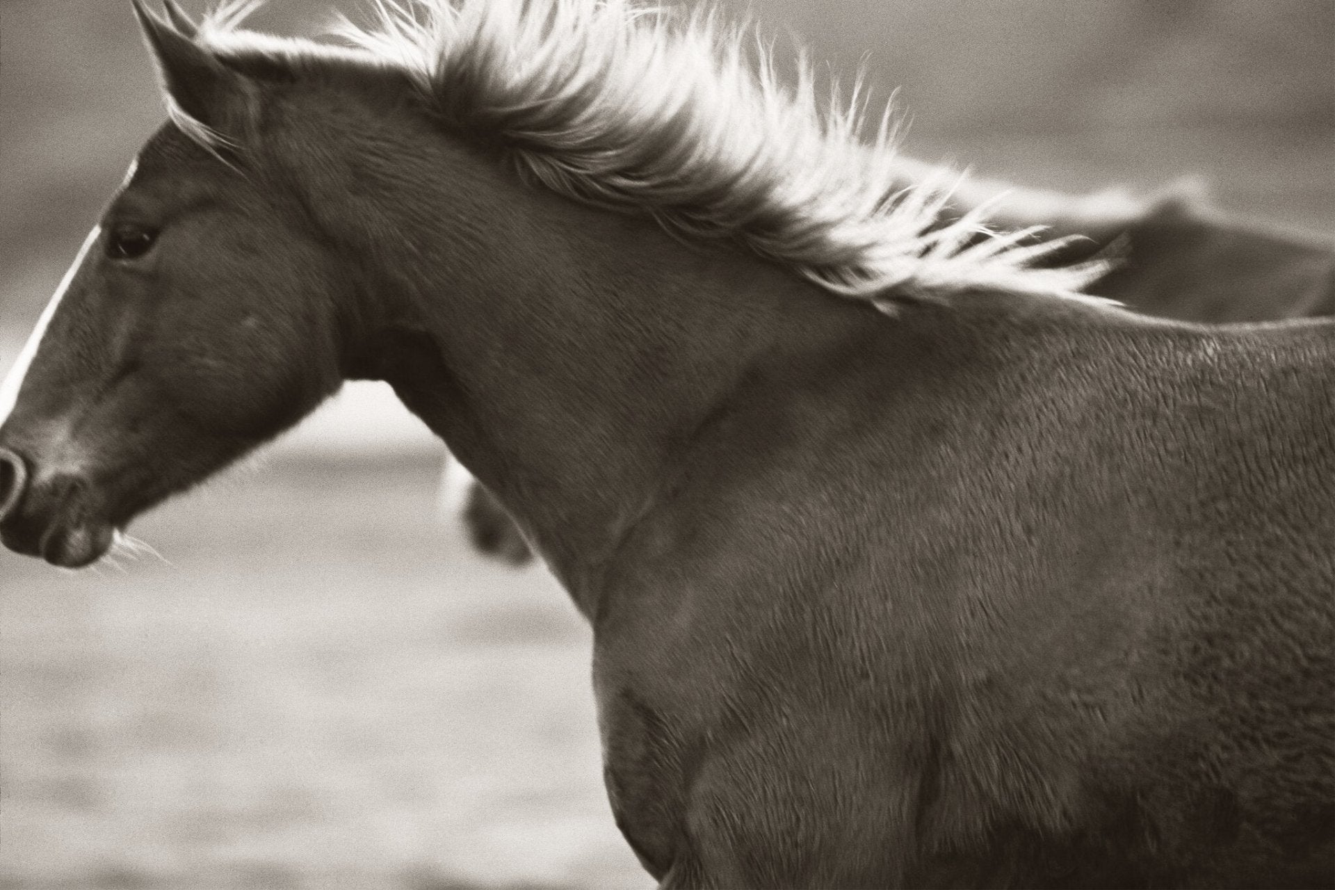 Bland Horse, Jules Frazier Fine Art Photograph