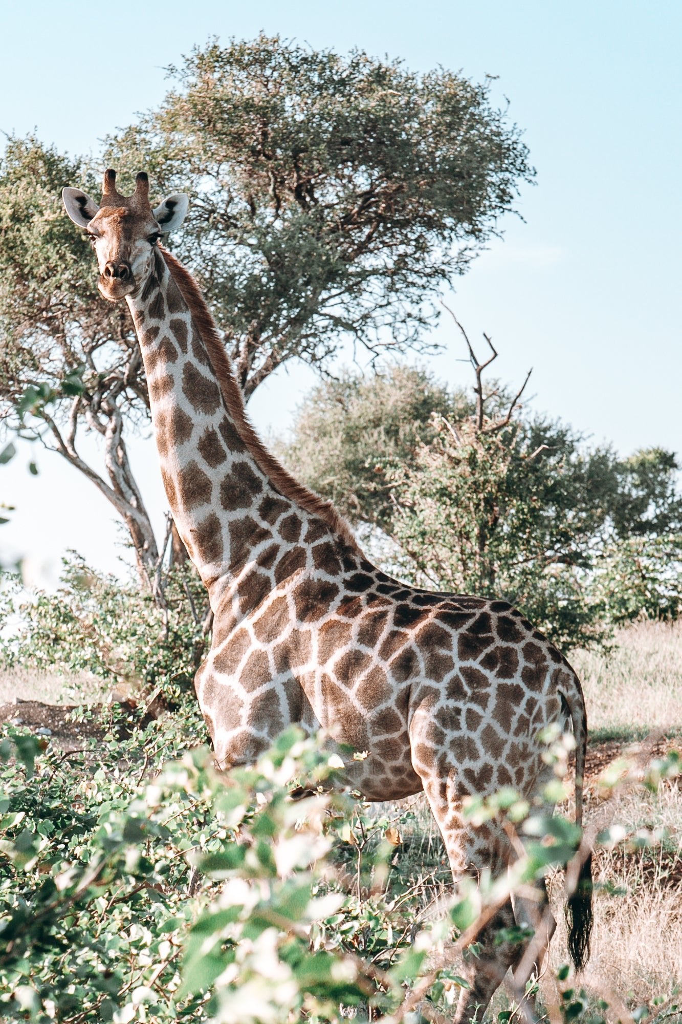 Botswana Giraffe, Jules Frazier Fine Art Photograph