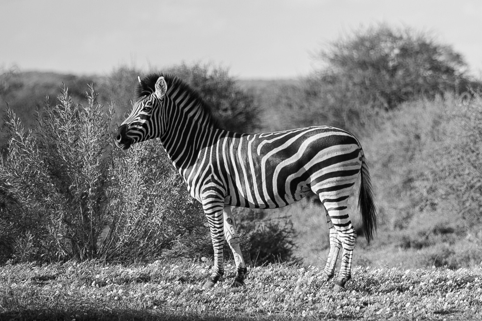 Botswana Zebra - bw