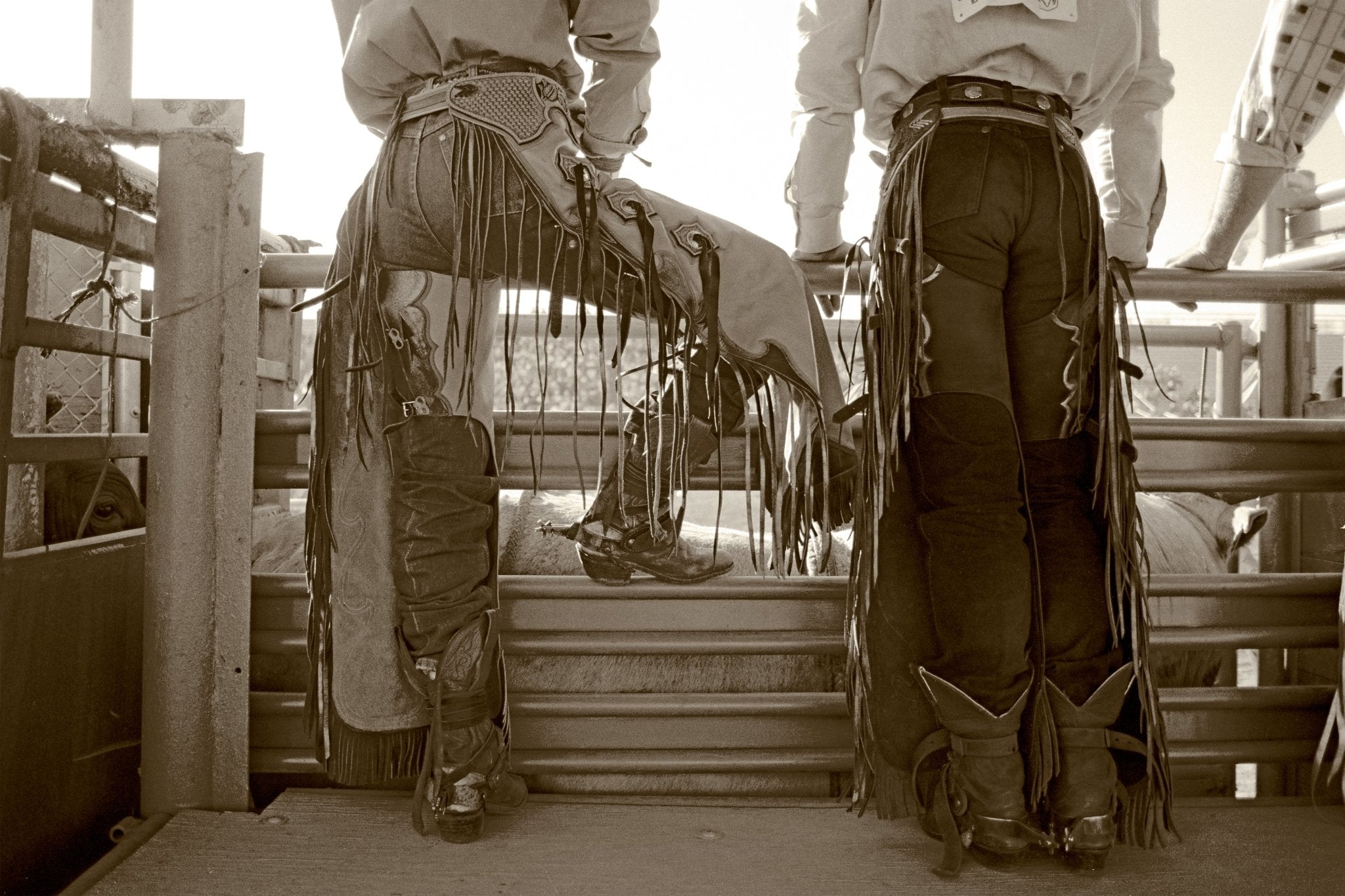 Checkin' Out The Stock, Jules Frazier Fine Art Photograph