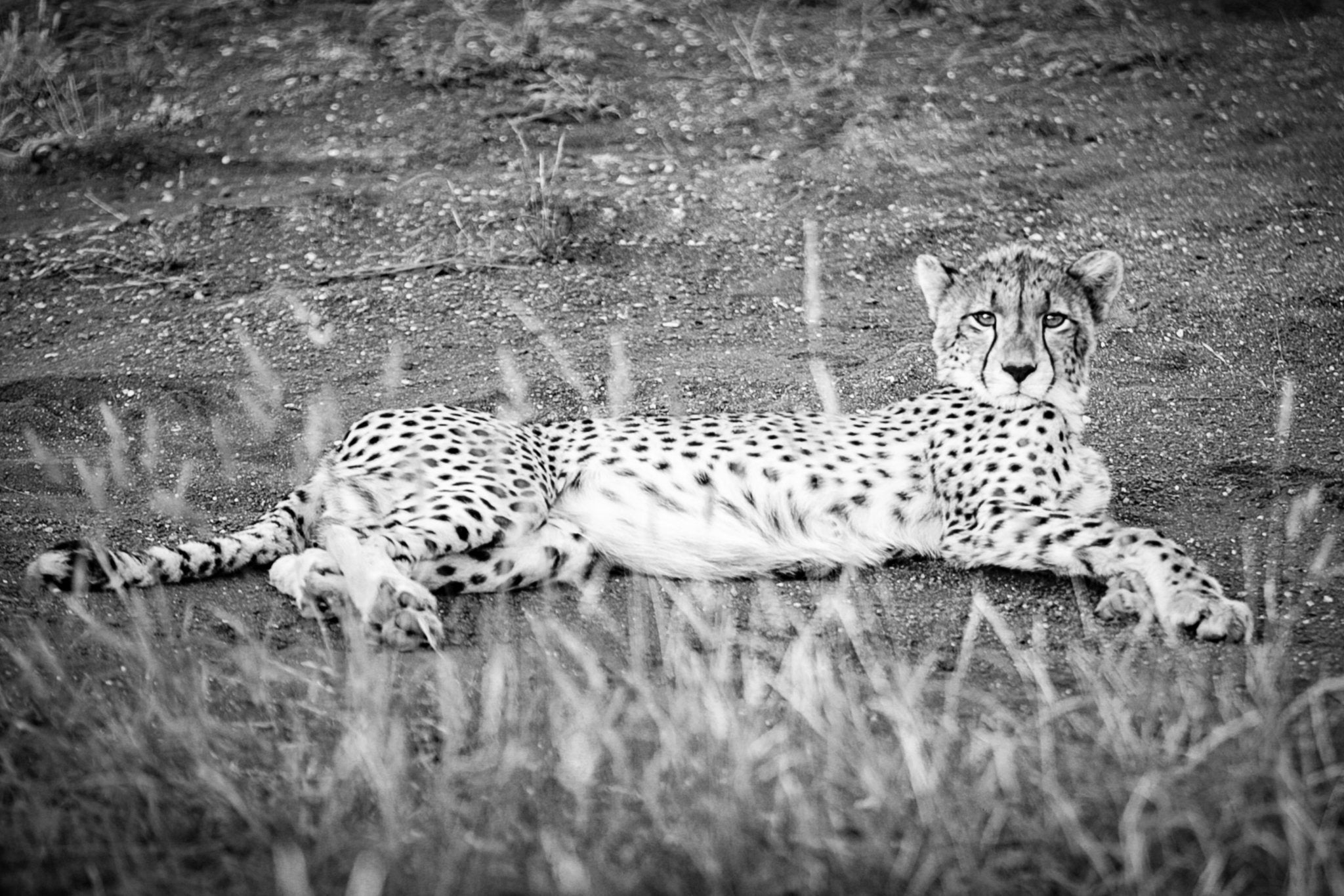 Cheetah Lounge - bw