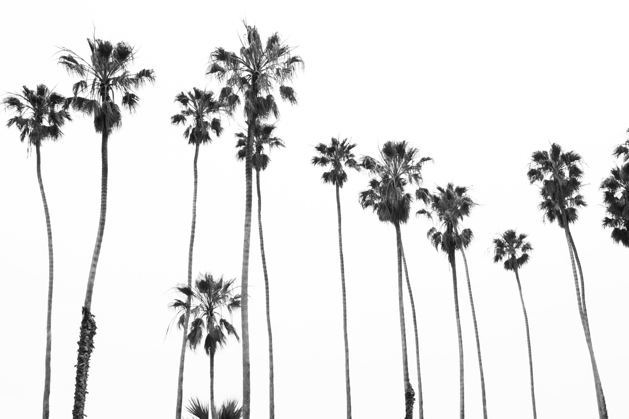 East Beach Palm Trees, Jules Frazier Fine Art Photograph