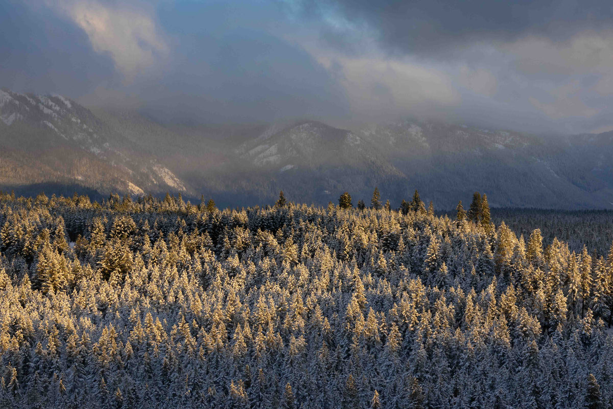 Winter Gold
