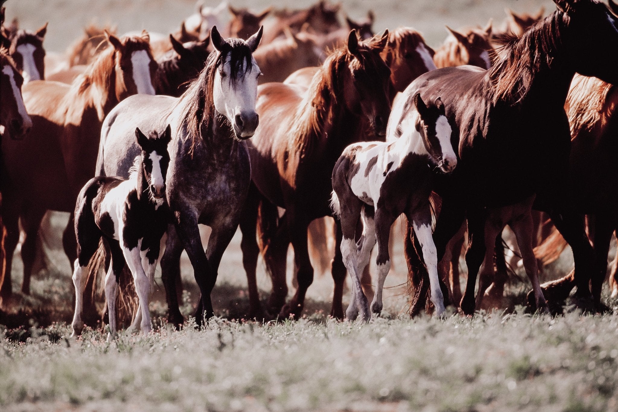 Horse Dreams, Jules Frazier Fine Art Photograph
