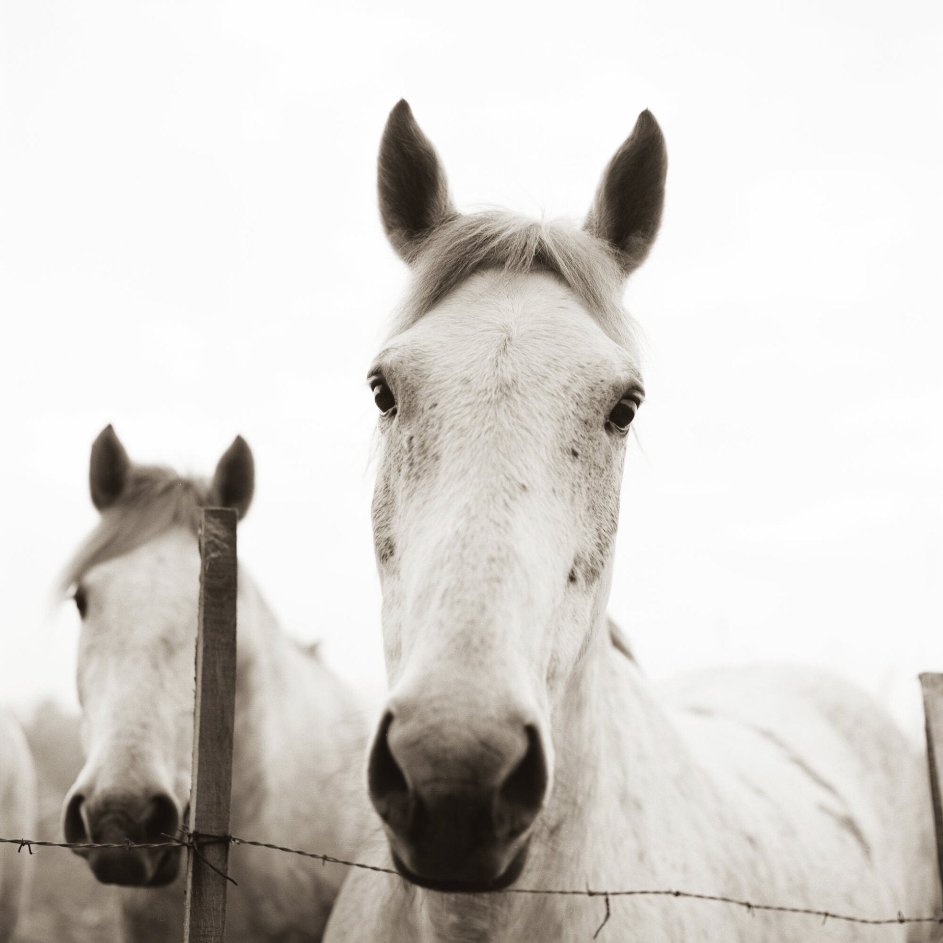 Horses of Camarque, Jules Frazier Fine Art Photograph