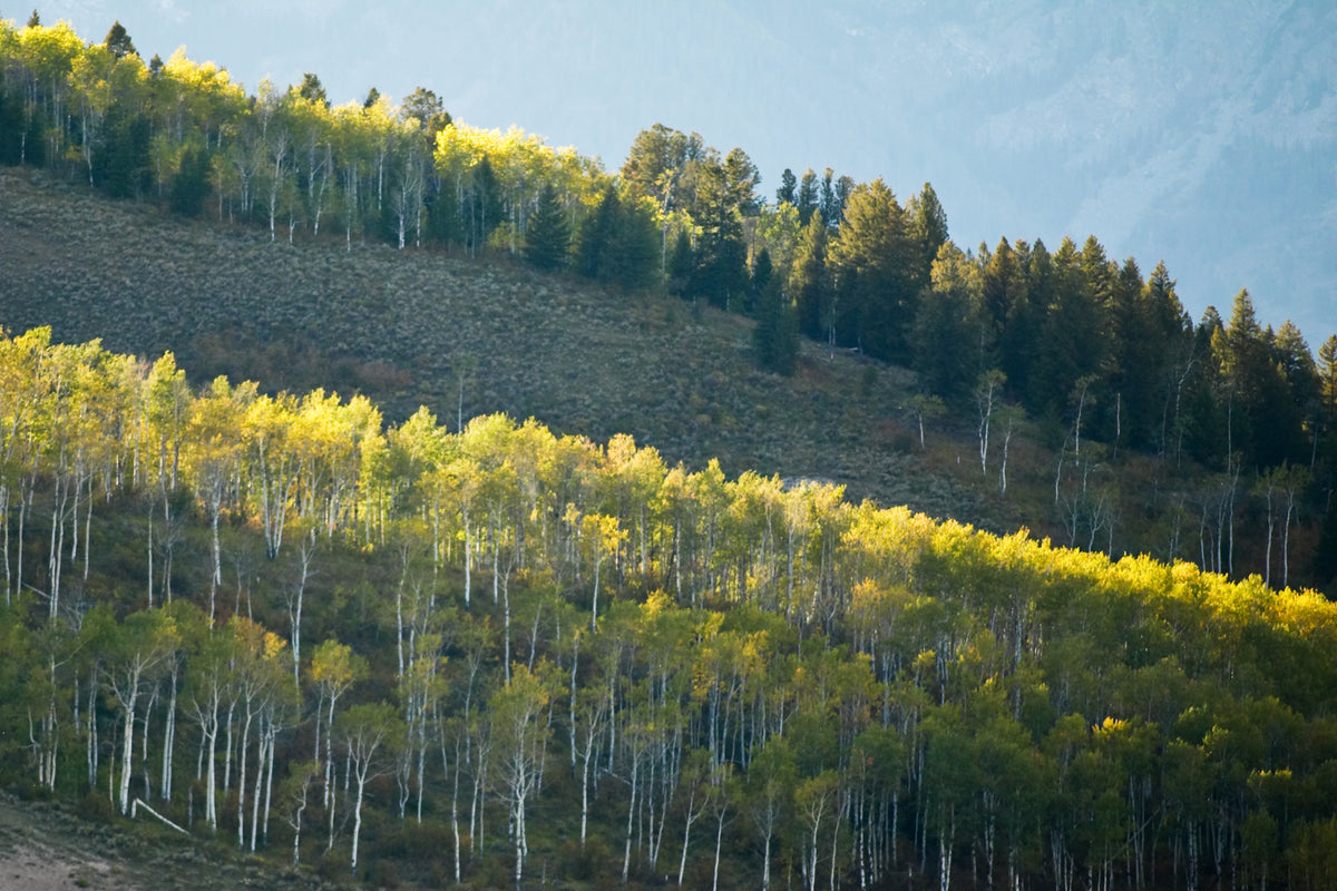 Jackson Hole Golden Aspens