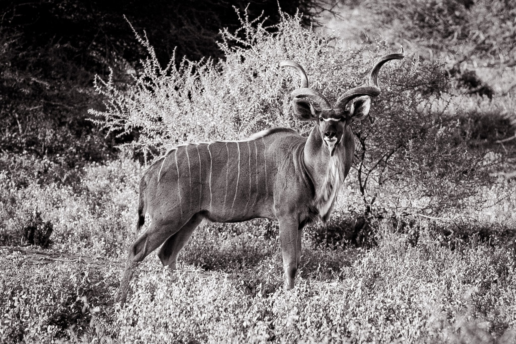 Kudu Antelope - bw
