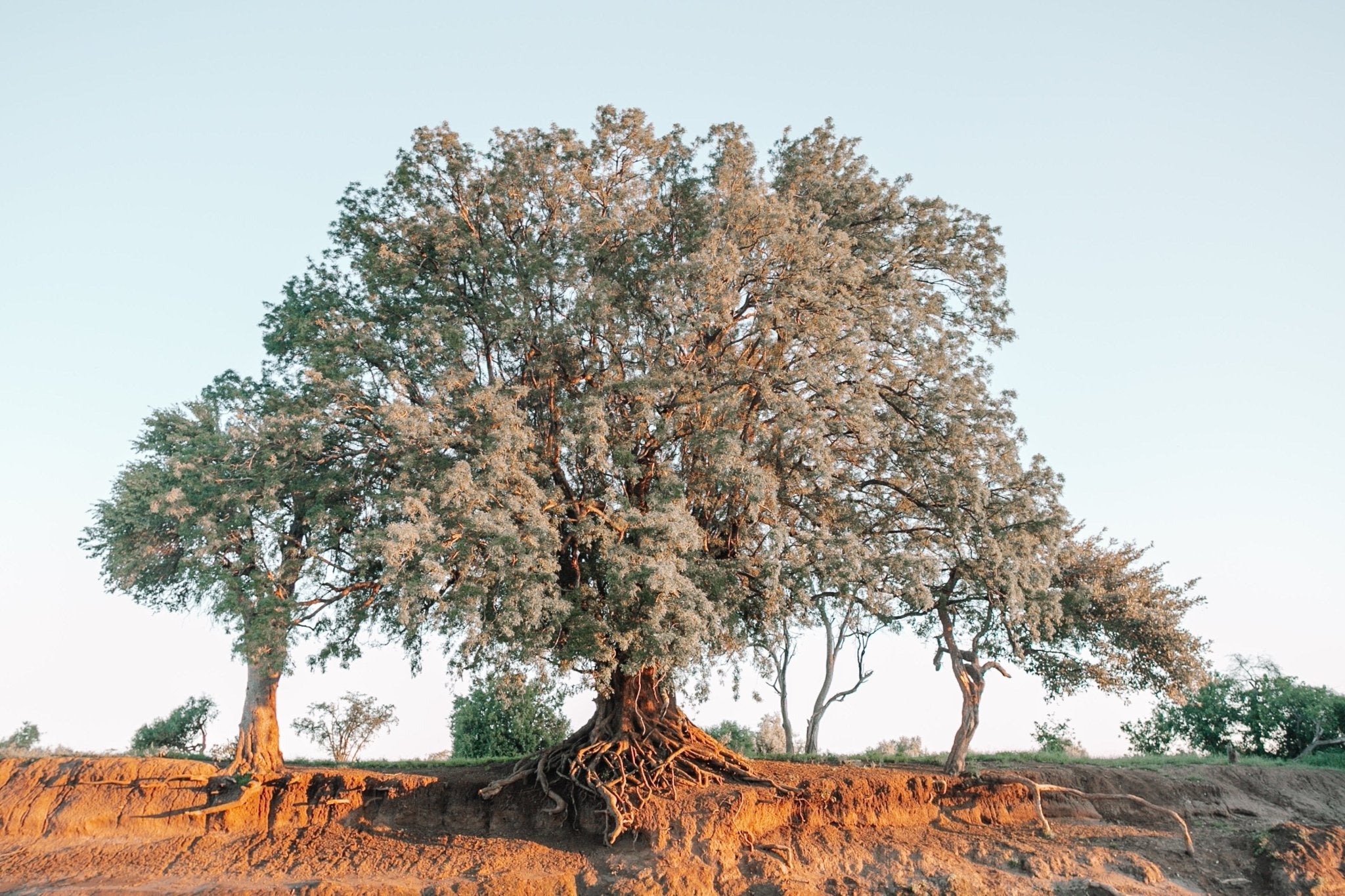 Modern landscape fine art print of Botswana’s Machatu Tree along the Limpopo River by Jules Frazier.