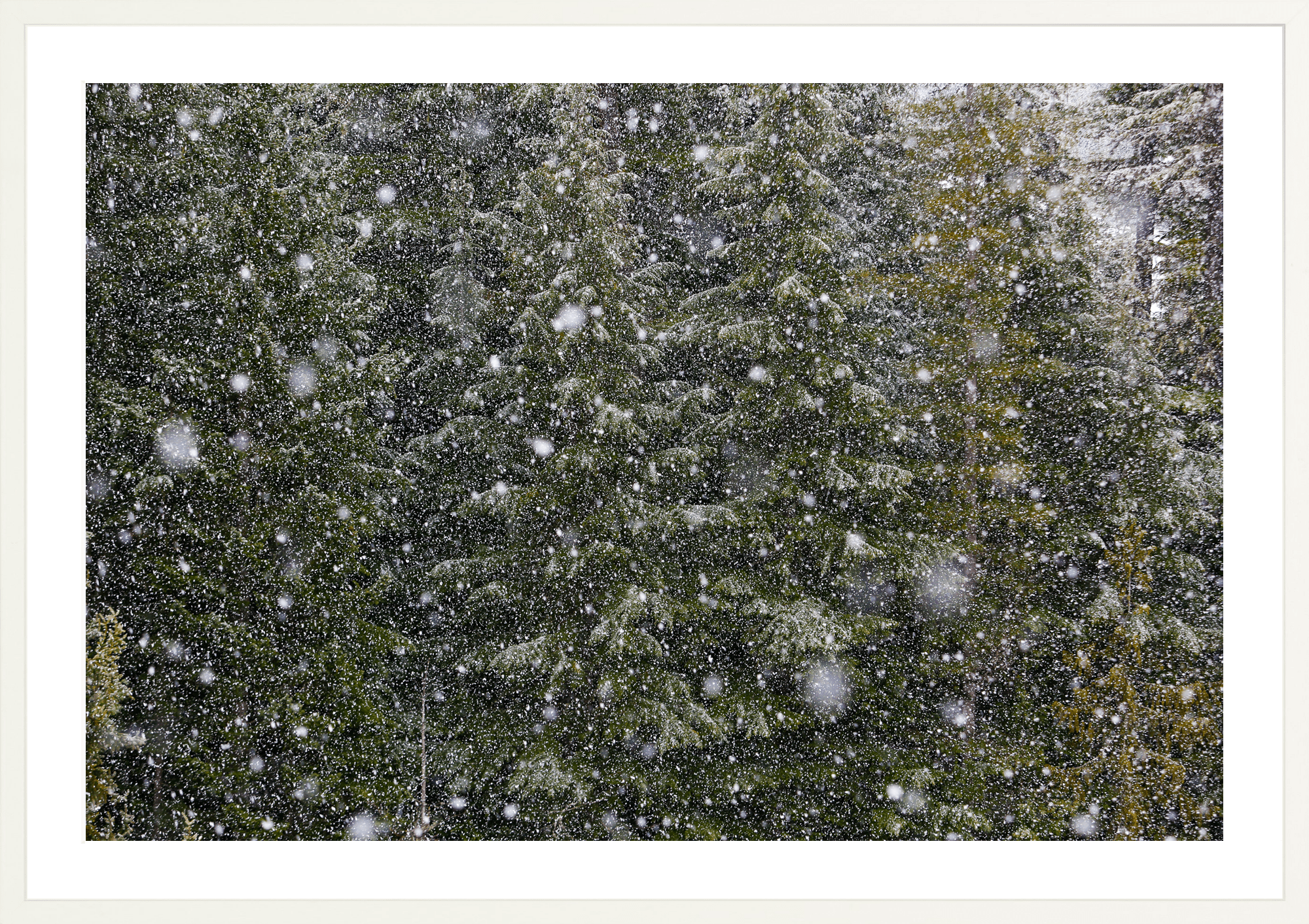 Big Snow No. 1