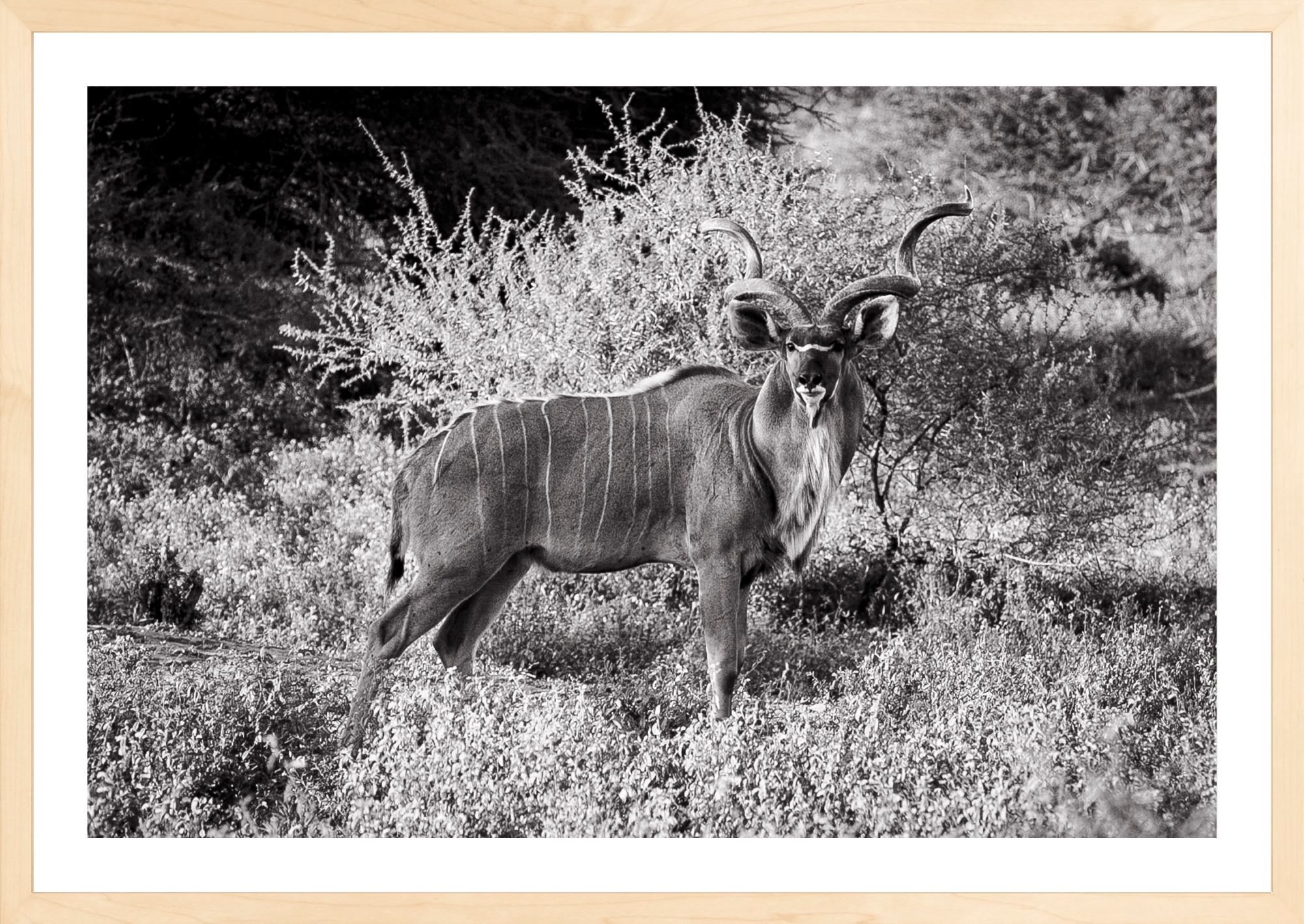 Kudu Antelope - bw