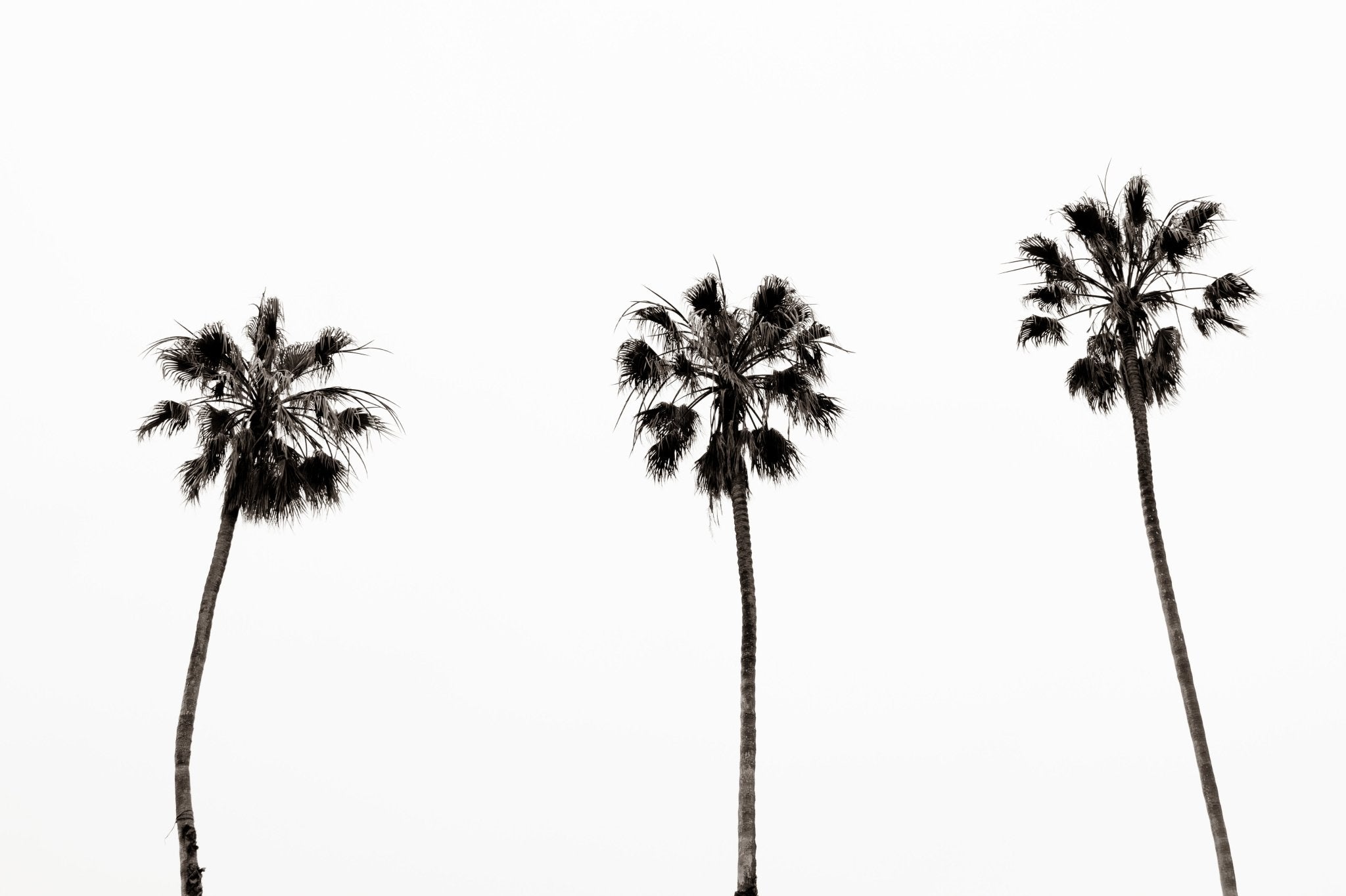 Perfect Palms, Santa Barbara by Jules Frazier. Black-and-white fine art print of three palms