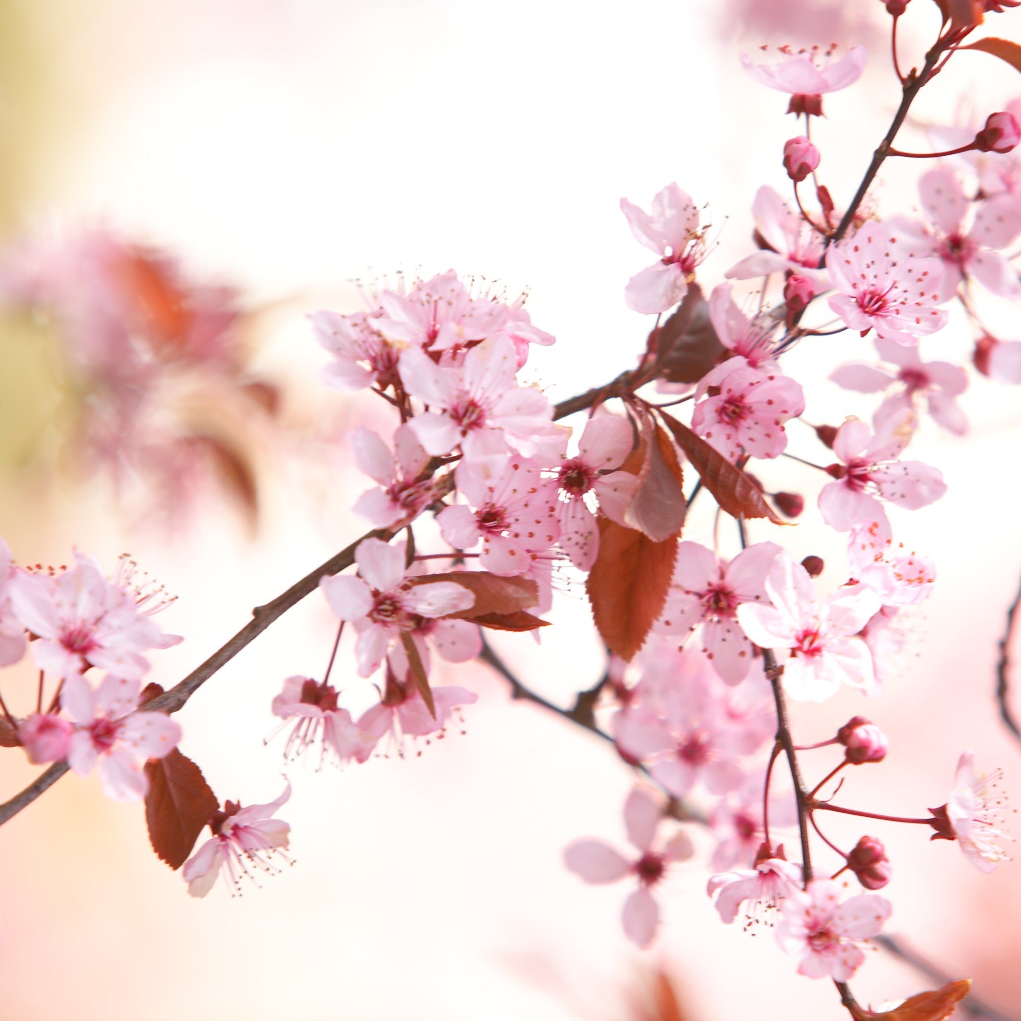 Pink Cherry Blossoms