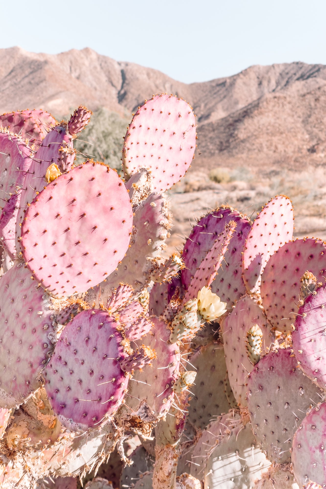 Pink Prickly Pear Cactus