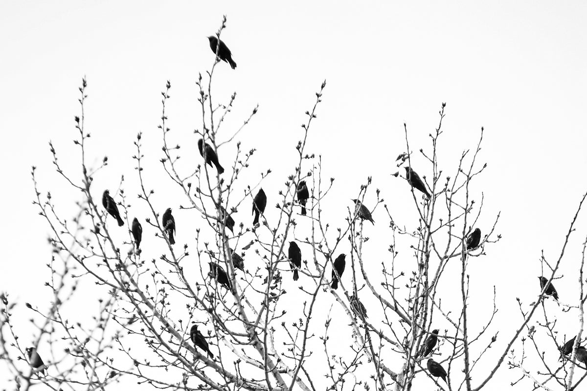 Ranch Birds