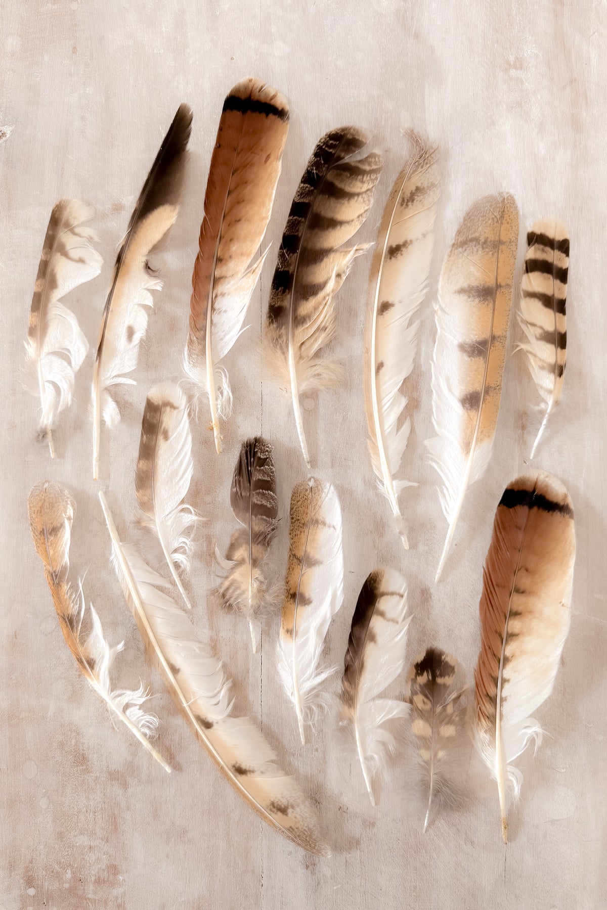 Feathers arranged on a textured surface