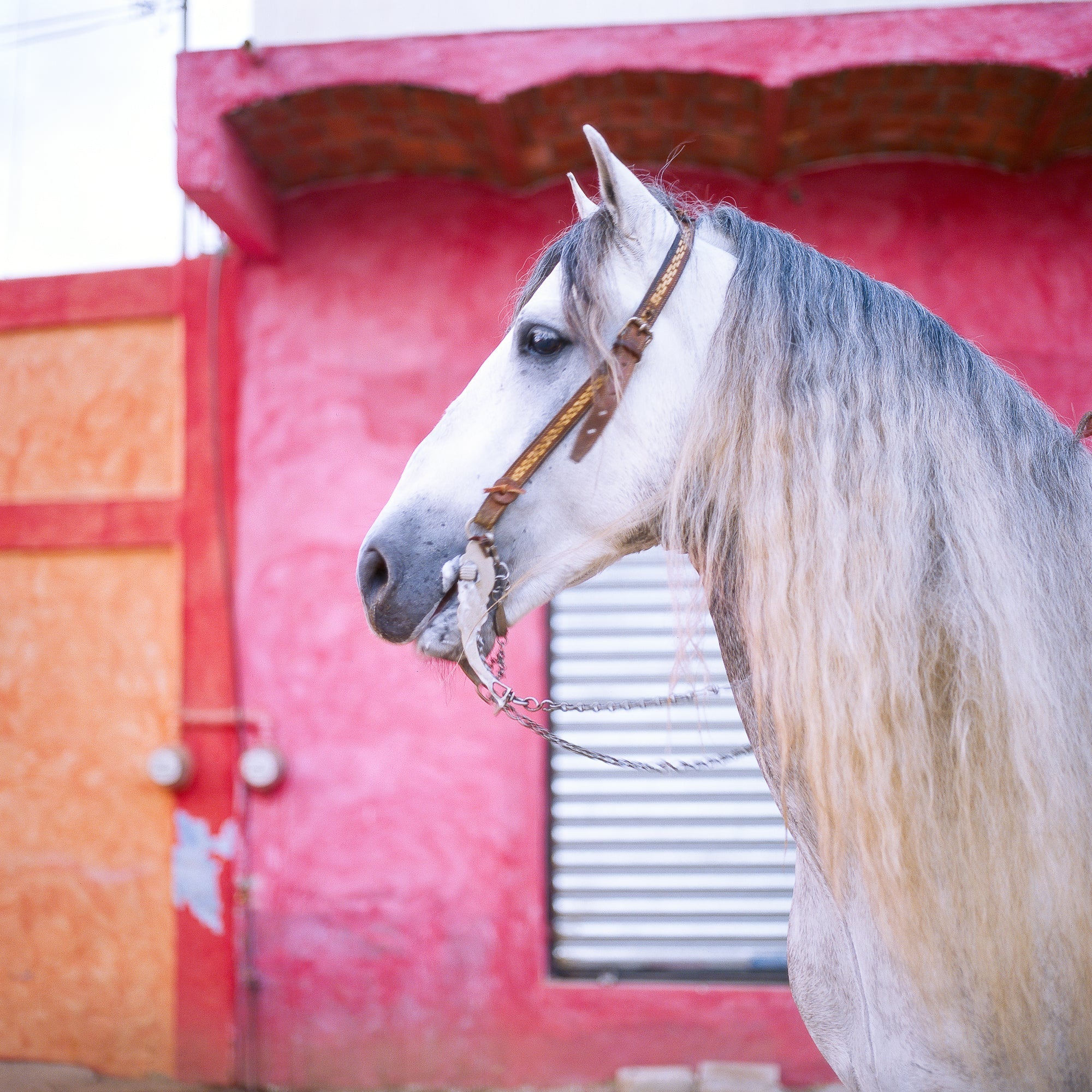 Sayulita Stallion, Jules Frazier Fine Art Photograph