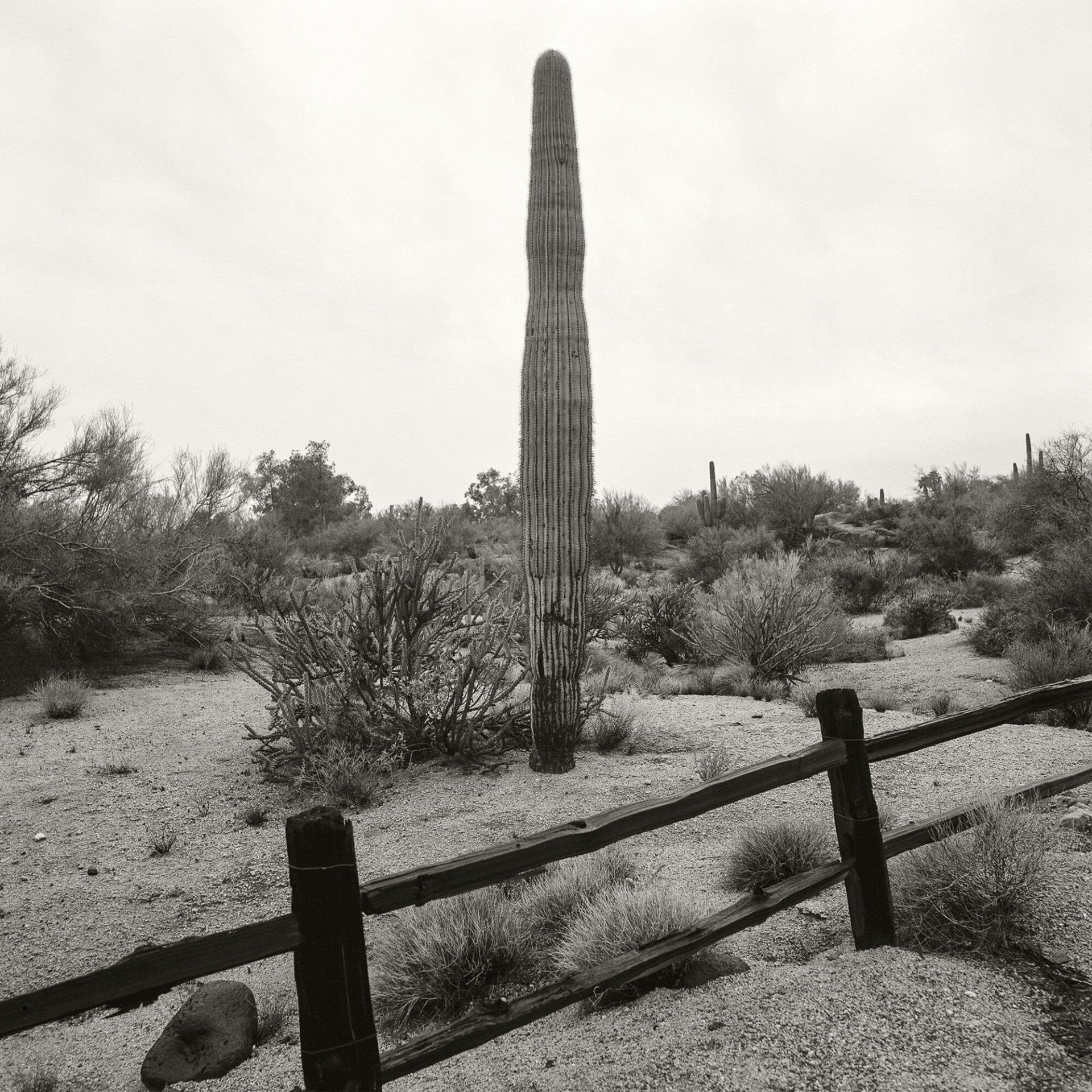 Scottsdale Saguaro, Jules Frazier Fine Art Photograph