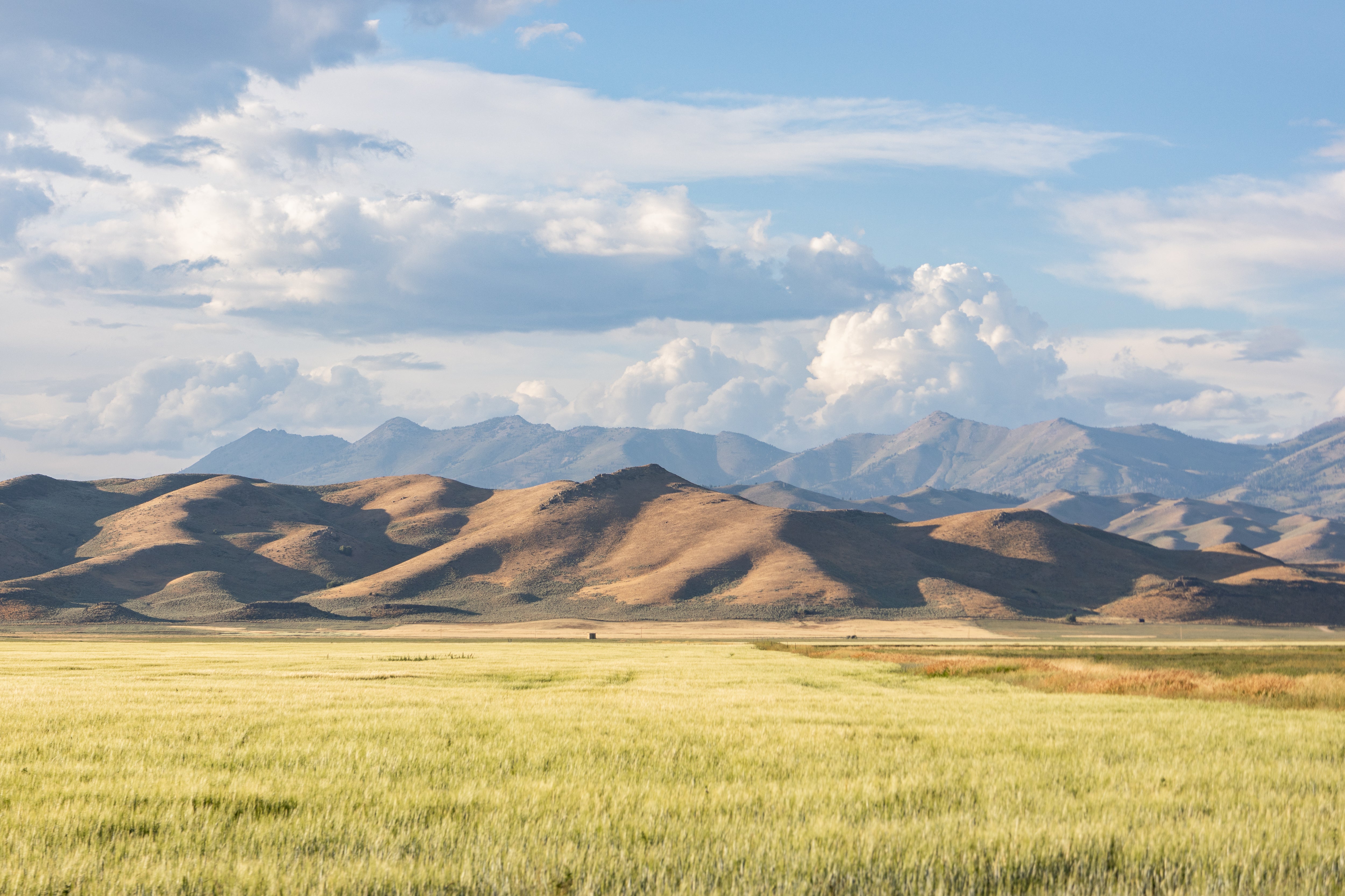 Shadows of Camus County Idaho