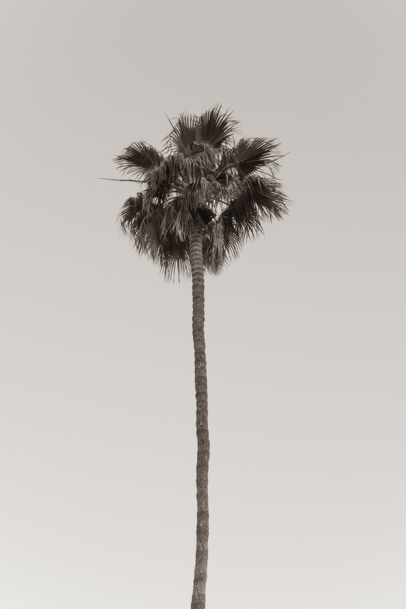Single Tall, Jules Frazier Fine Art Photograph