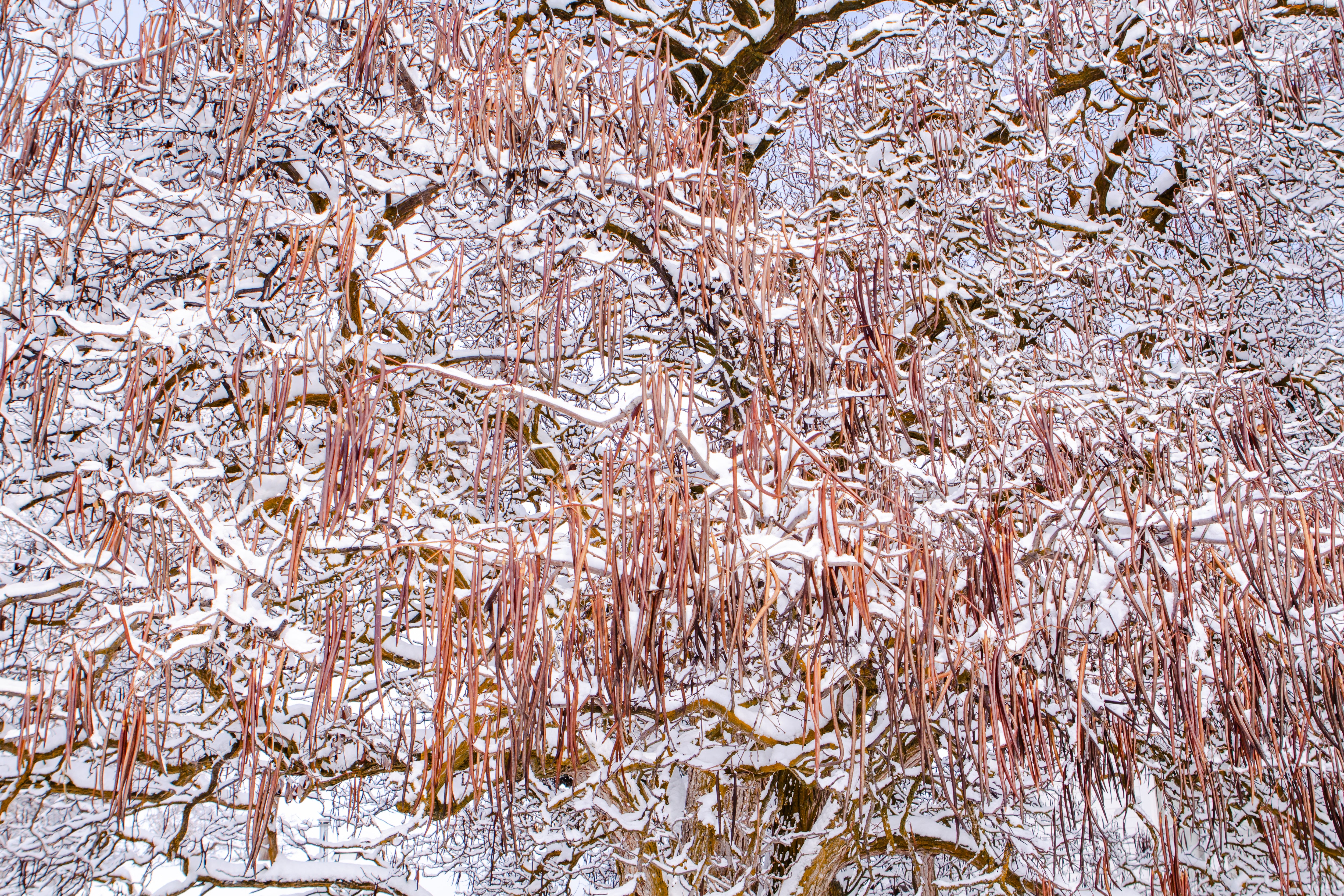 Snow on Katalpa Tree