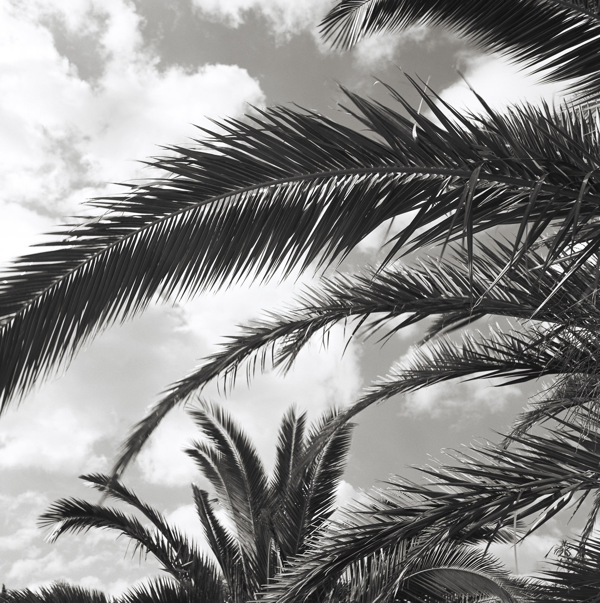 South France Palms, Jules Frazier Fine Art Photograph