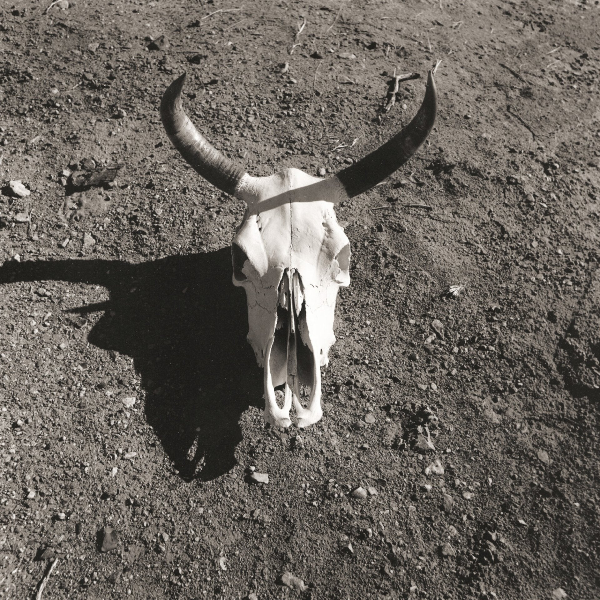Steer Horns, Jules Frazier Fine Art Photograph