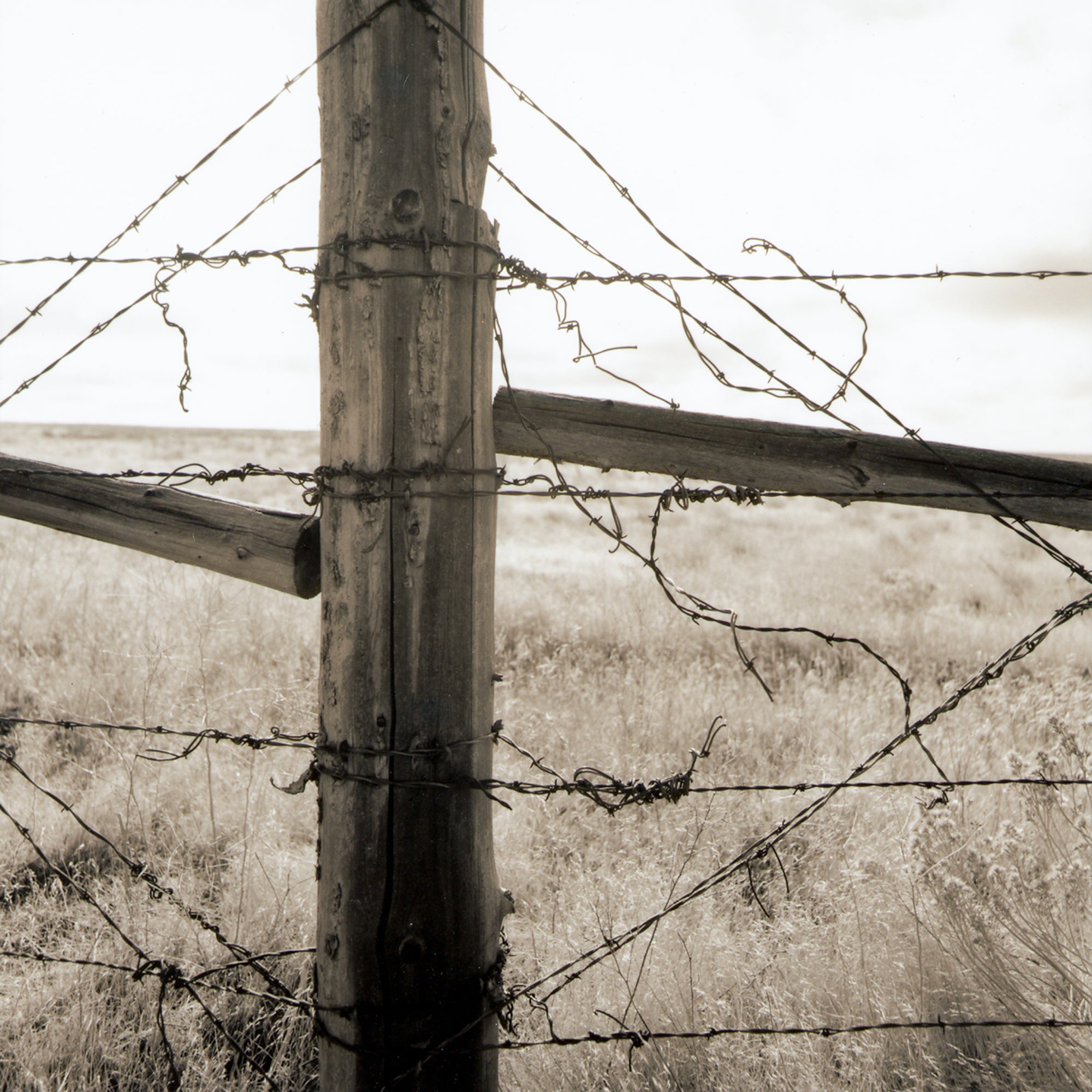 Strands of Barb Wire, Jules Frazier Fine Art Photograph