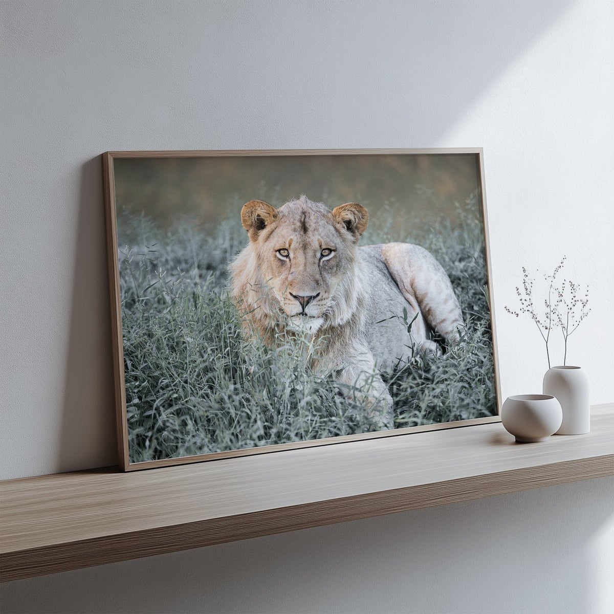 Sundowner Lion
