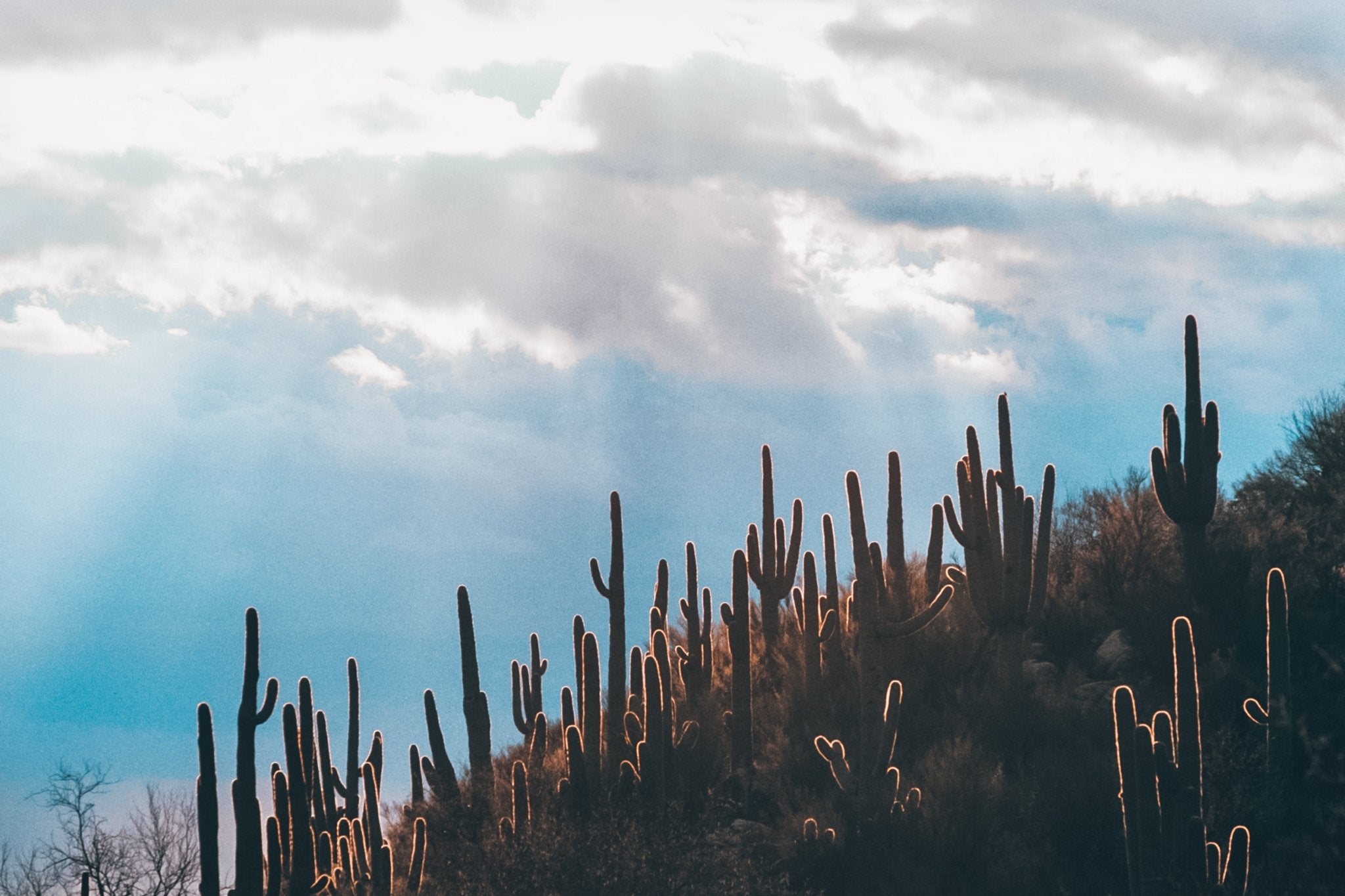 Thorn In My Pride, Jules Frazier Fine Art Photograph