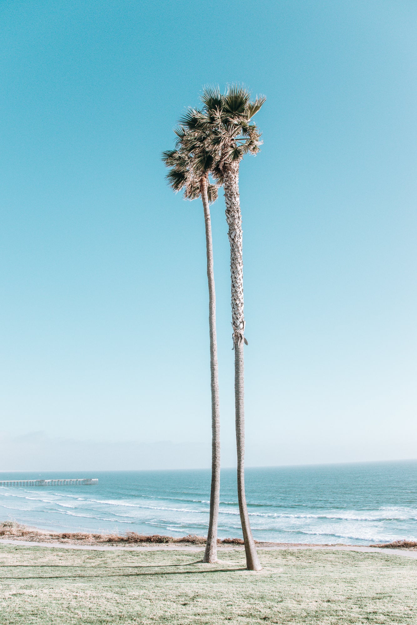 Together Forever, Pismo Beach, palm trees fine art print by Jules Frazier. A modern beach art print.