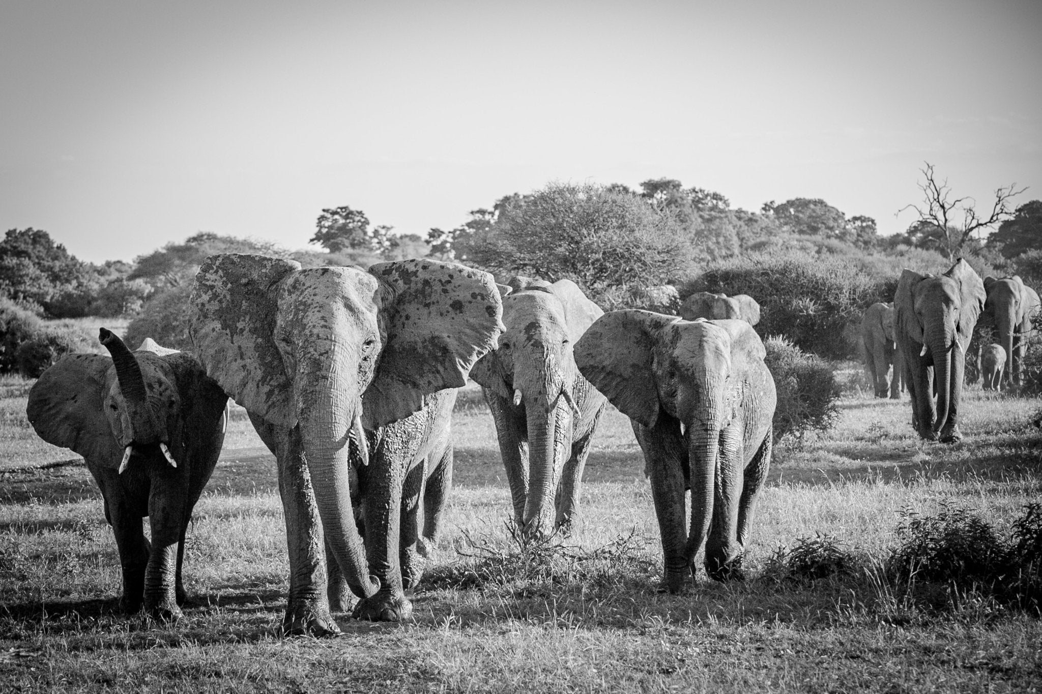 Tribal Knowledge in Black and White, Botswana