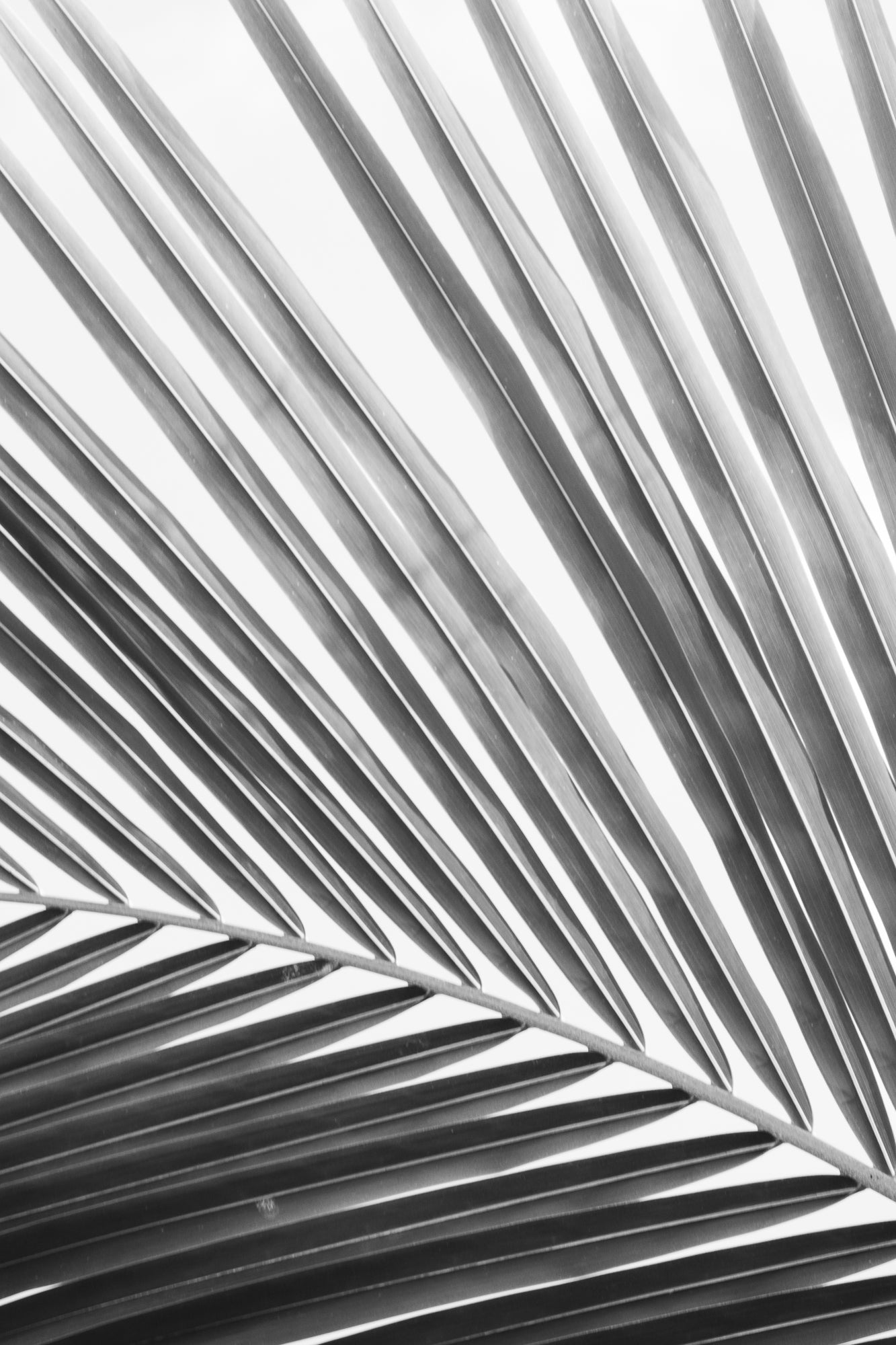 Tulum Palm 2, Jules Frazier Fine Art Photograph