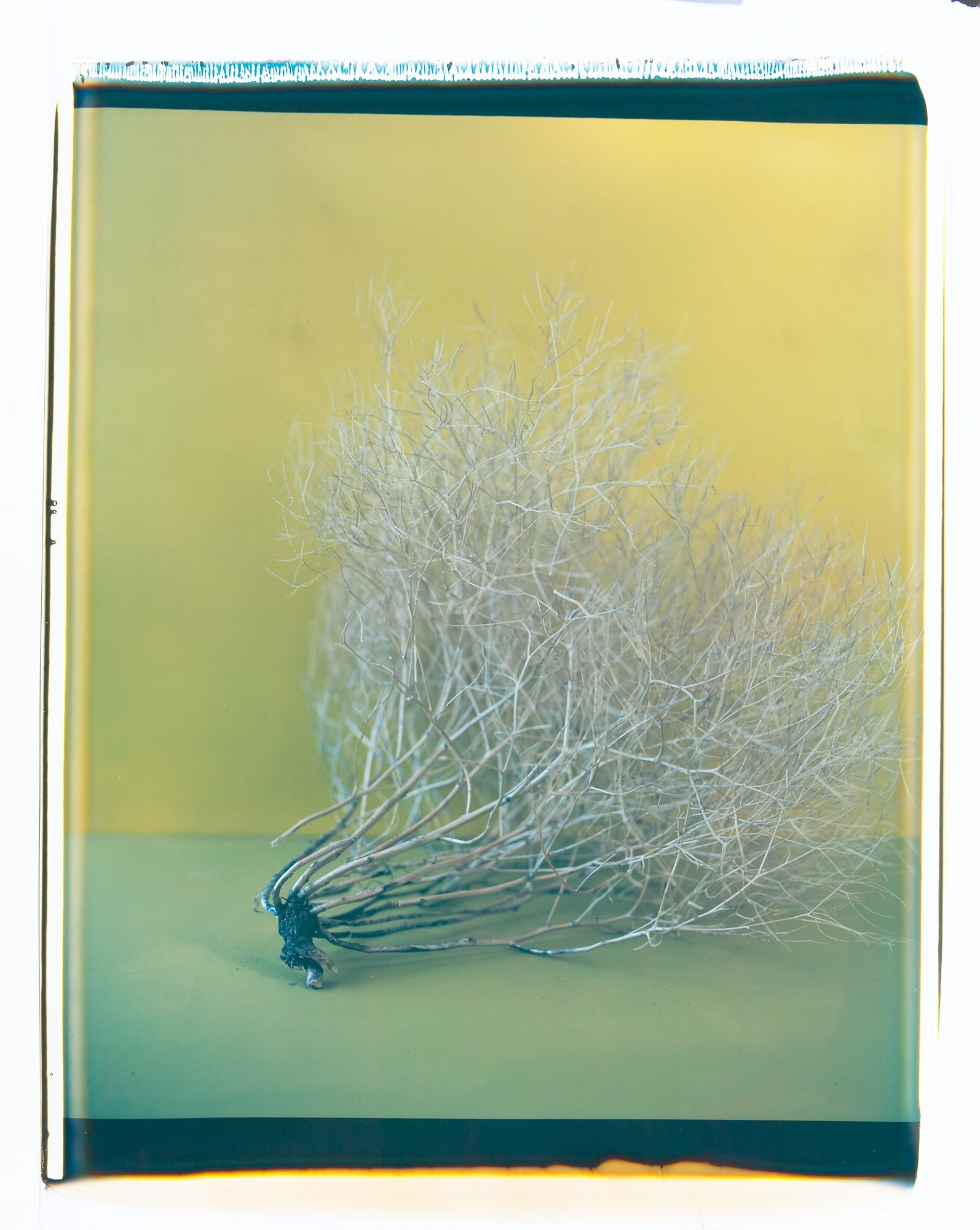 Tumbleweed, Jules Frazier Fine Art Photograph