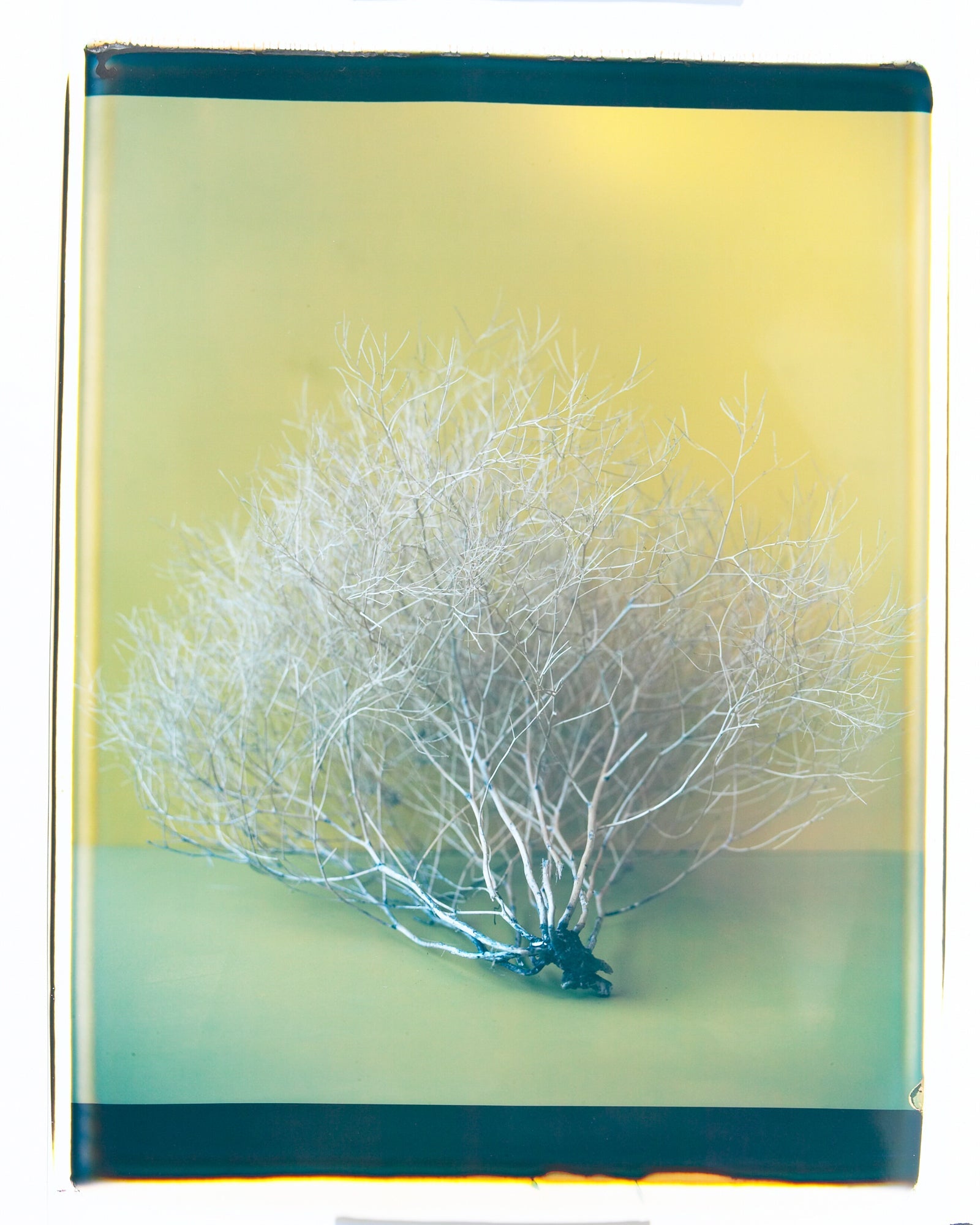 Uprooted-Tumbleweed, Jules Frazier Fine Art Photograph