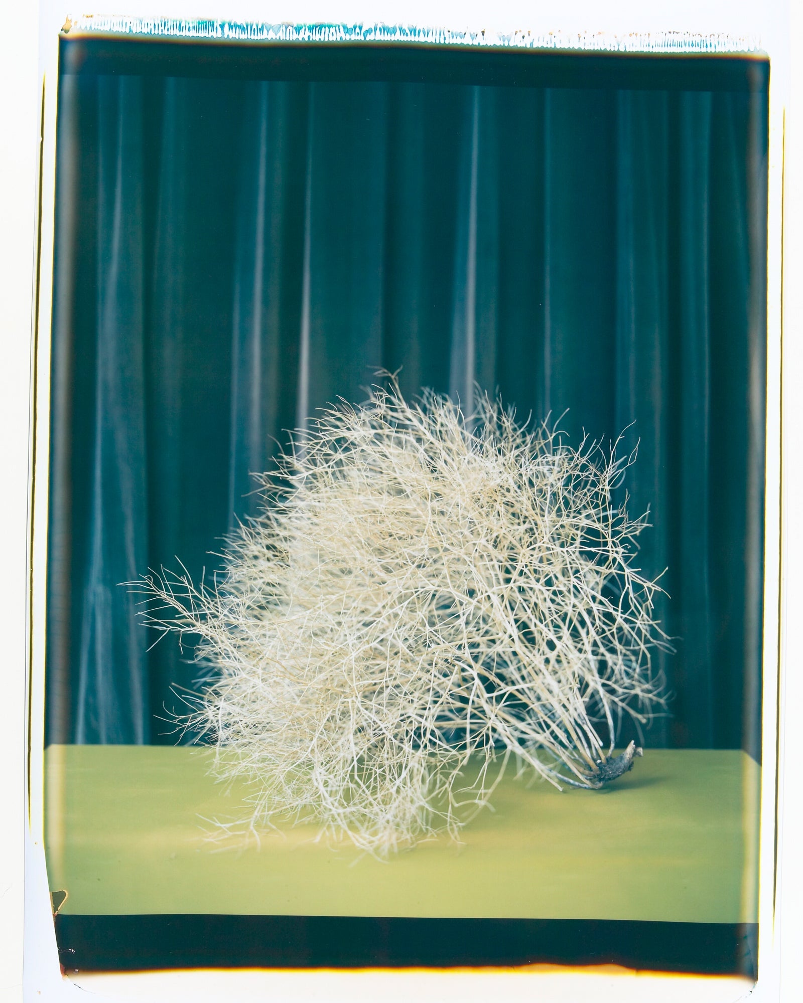 Wind in the hair-Tumbleweed, Jules Frazier Fine Art Photograph