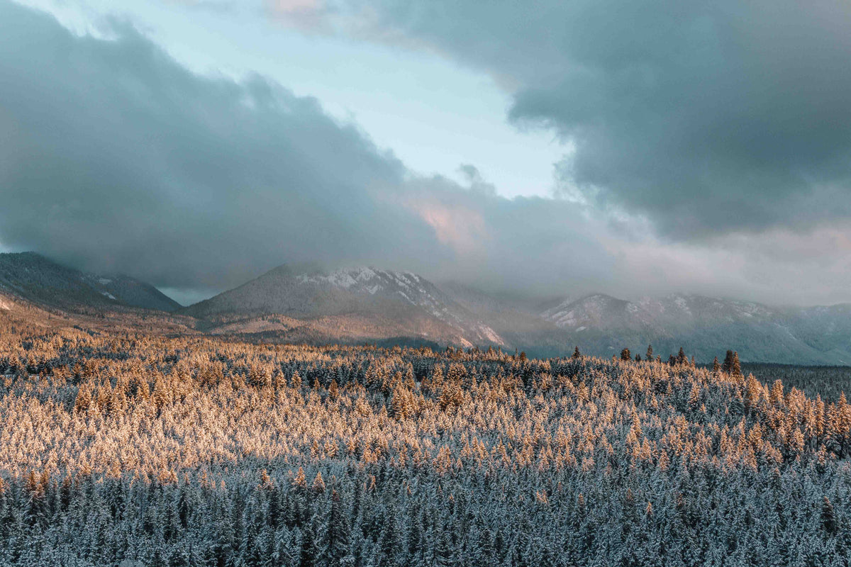 Snow-covered forest with mountains in the background under a cloudy sky