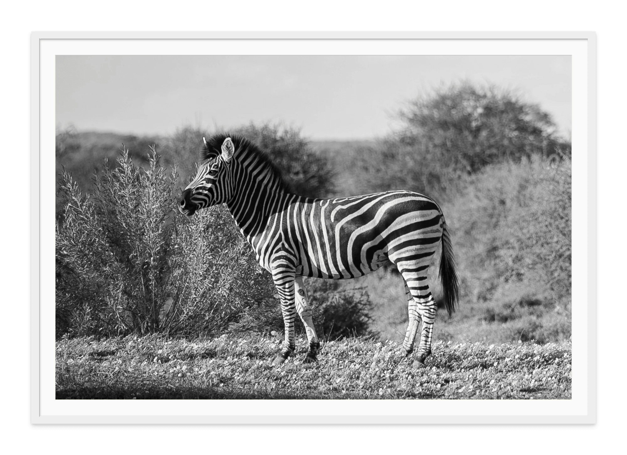 - Jules Frazier Fine Art Photographs