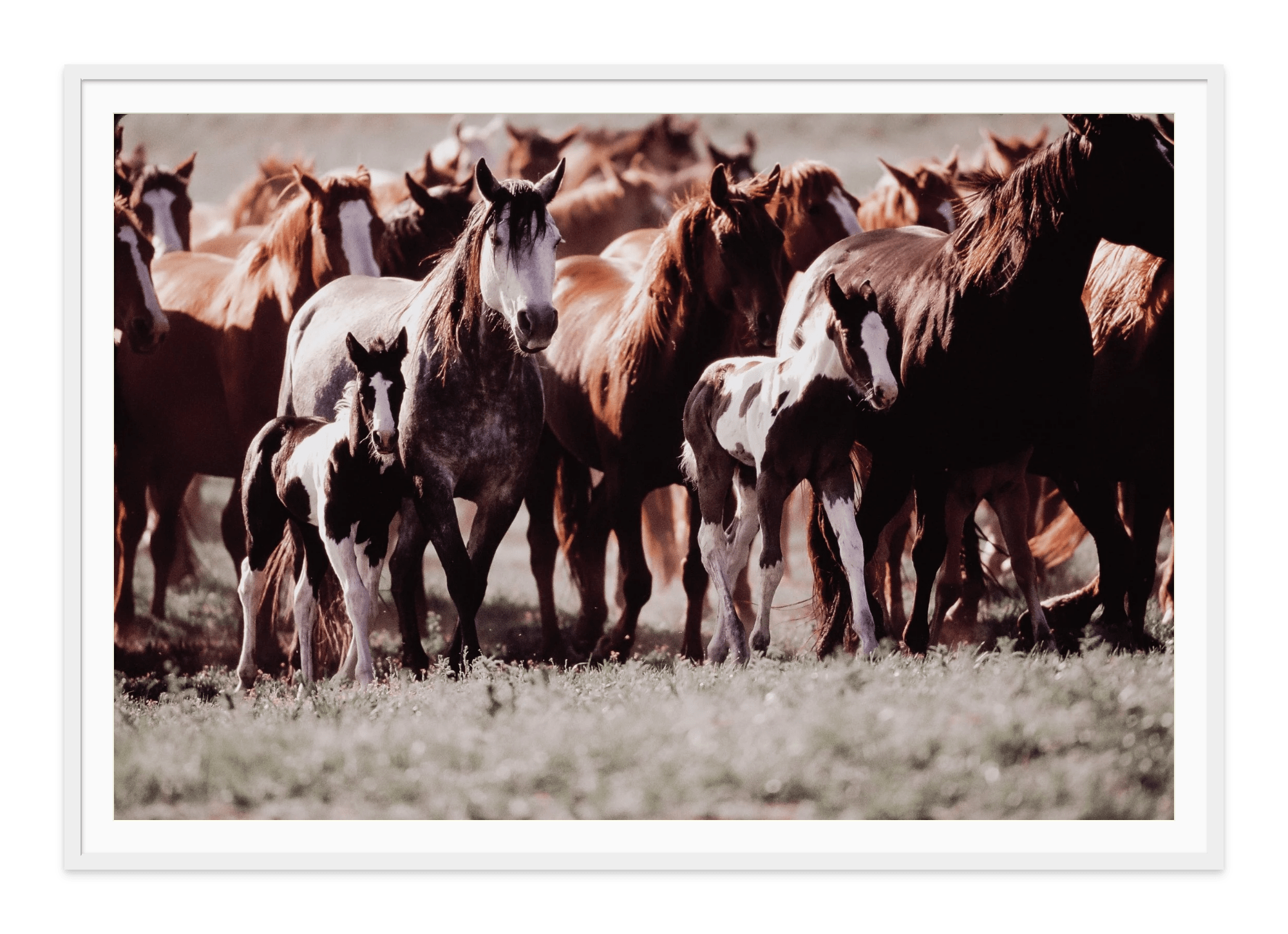 Heard of horses called a remuda