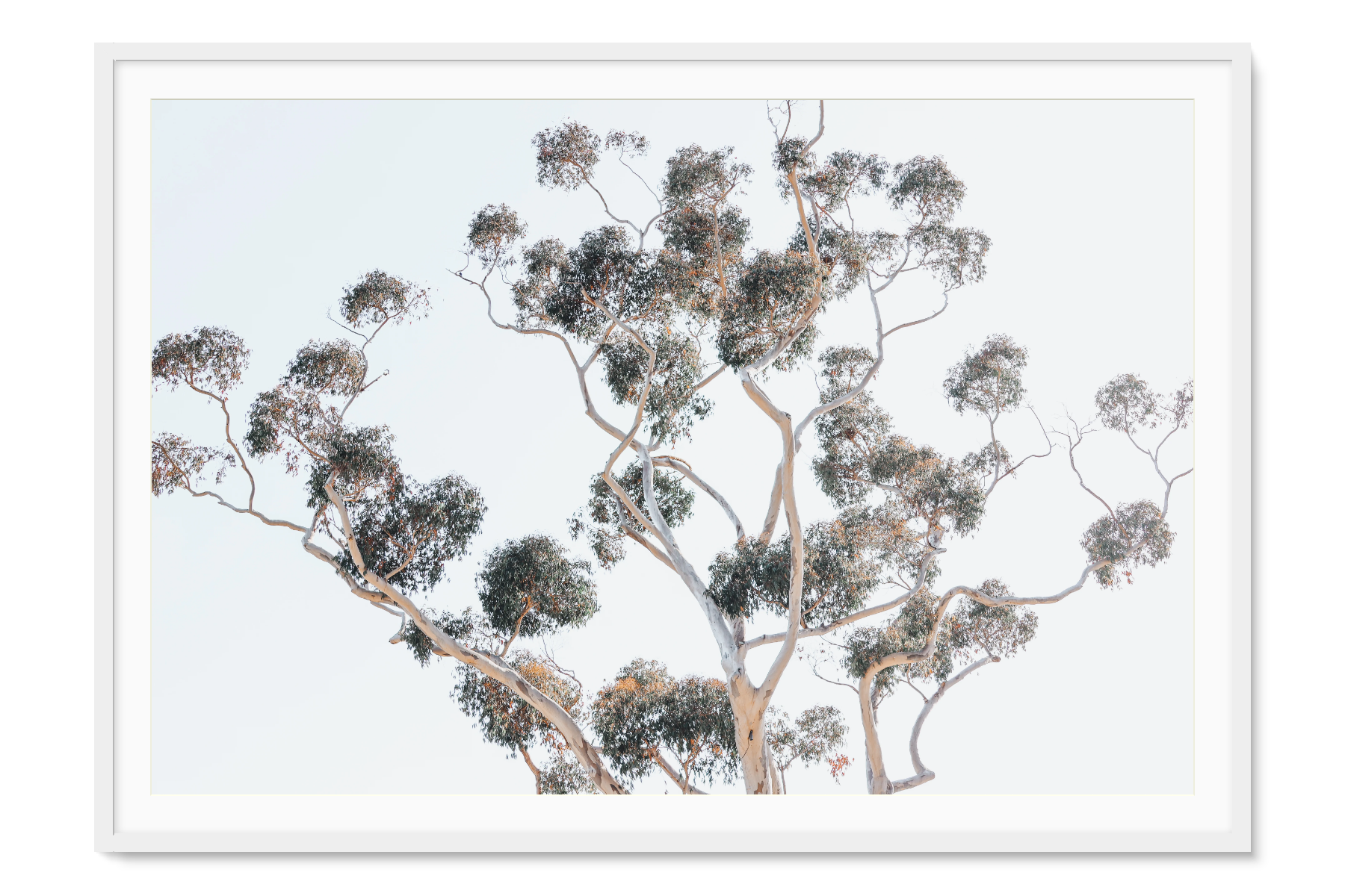 white Framed artwork of a tree with a light blue background-montecito